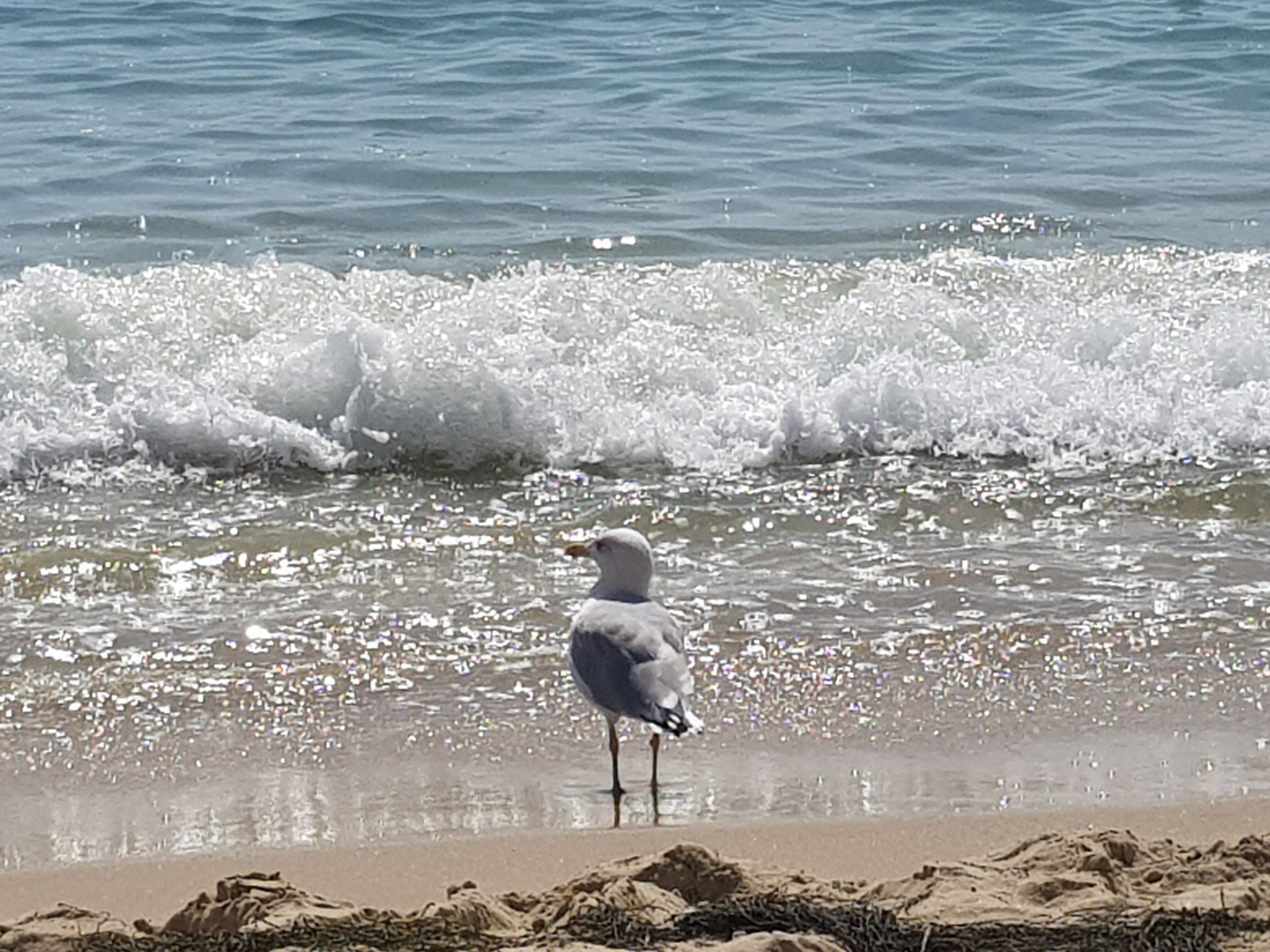 Фото Family Hotel Evridika