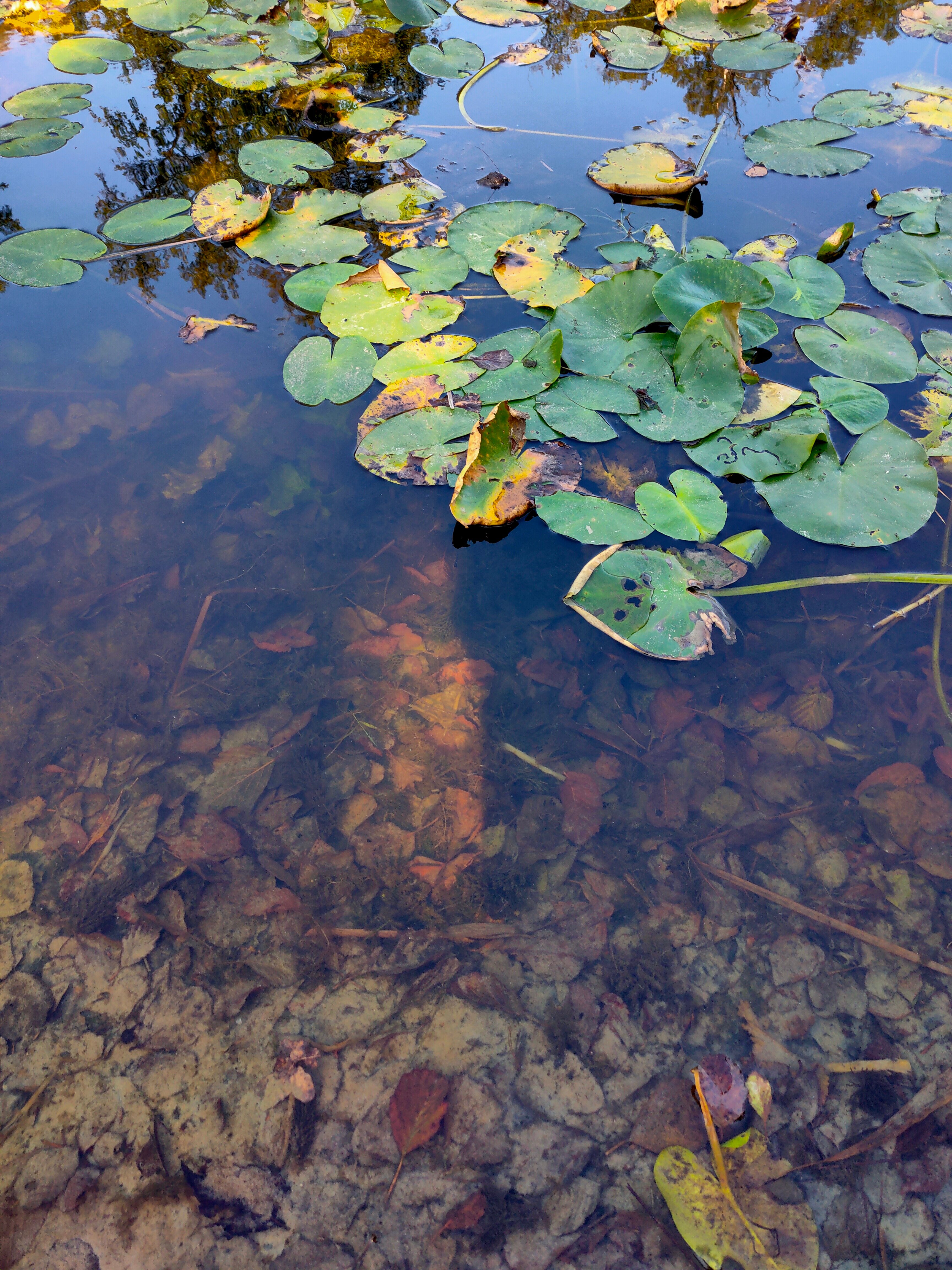 Фото Рахоль