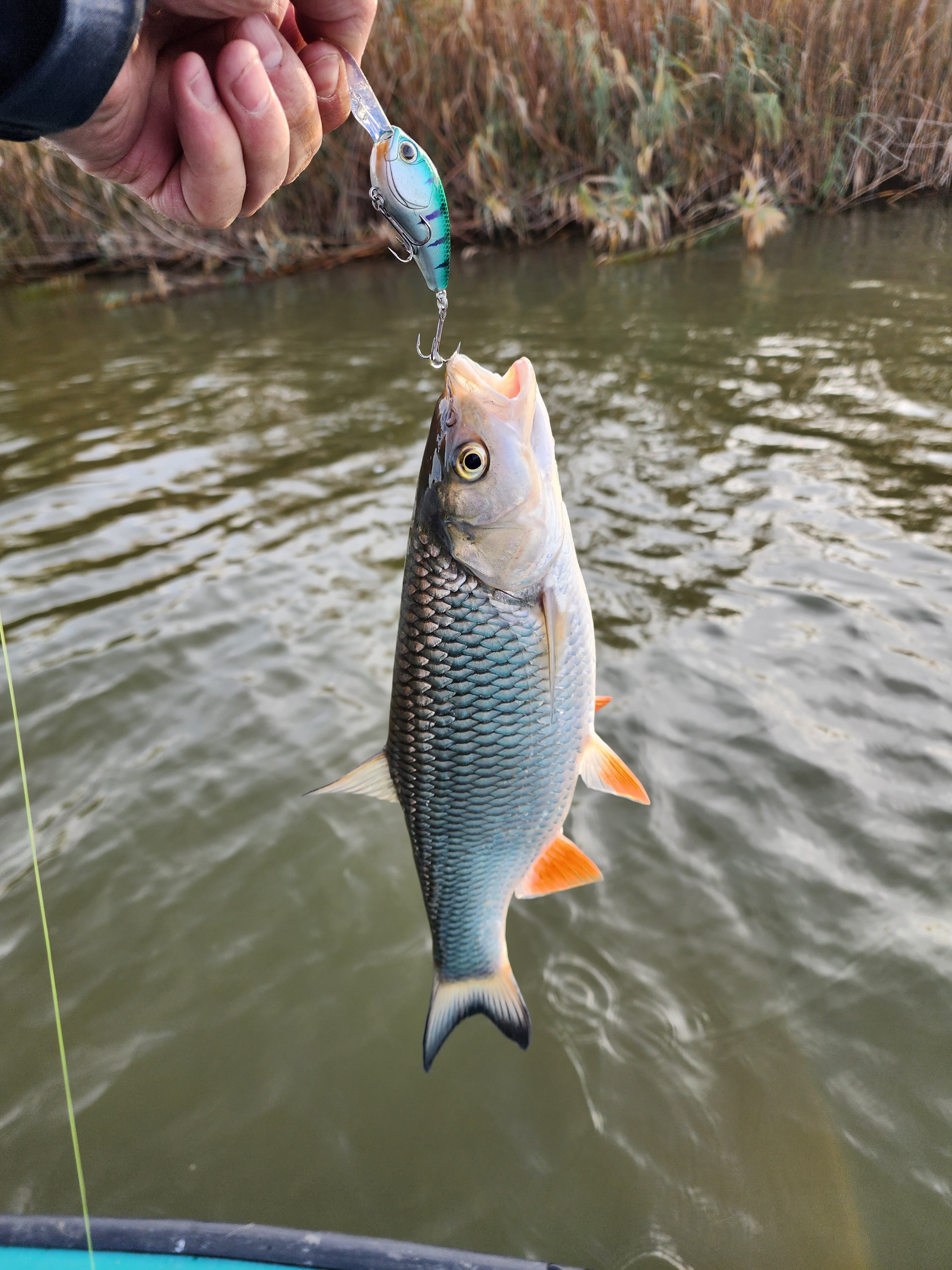 Фото Пиранья Дельта