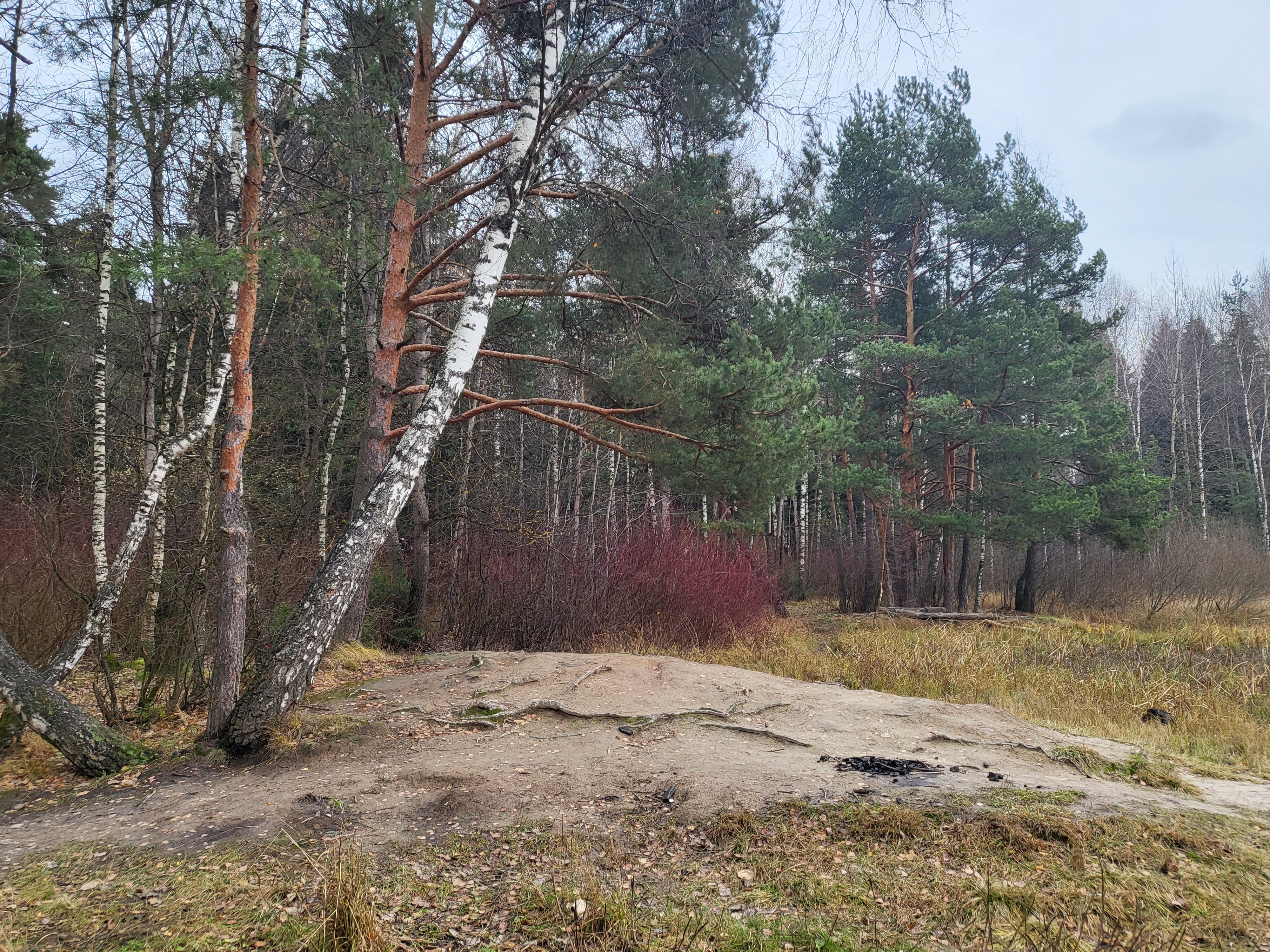 Фото Бенедикт