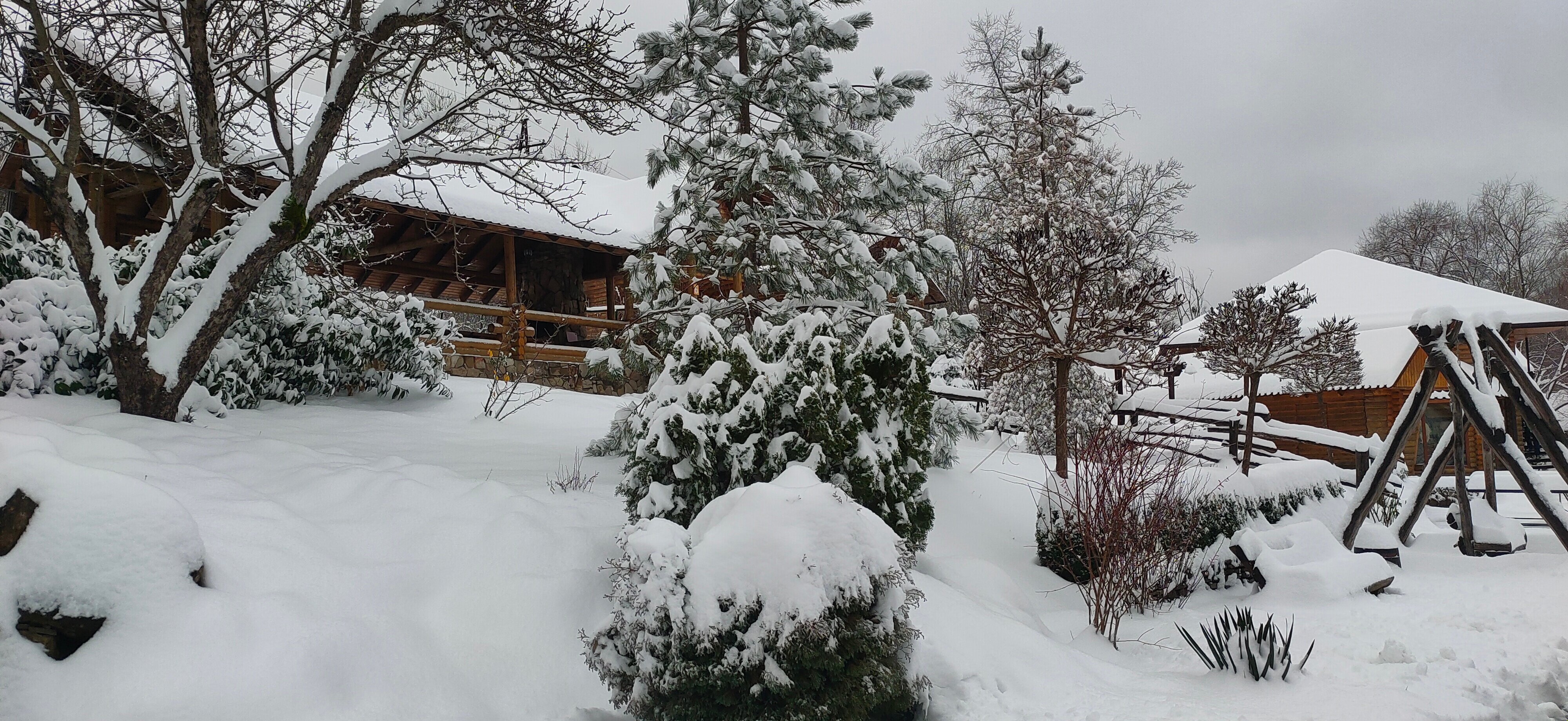 Фото Кура-цеце