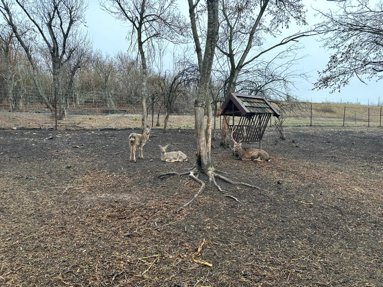 Фото Оленья ферма