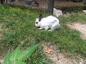 Varna Zoo (Varna, Varna, Varna, Primorskiy park), zoo