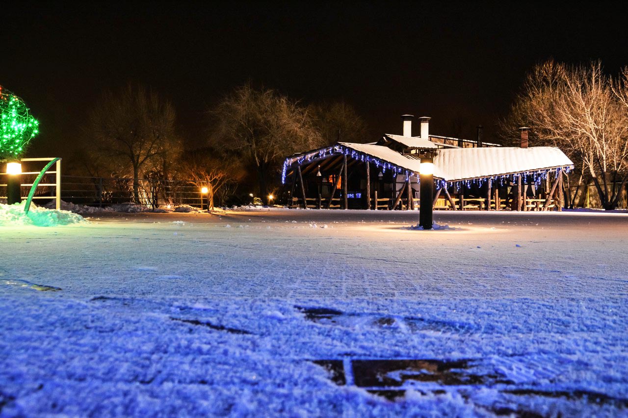 Фото Подсолнух