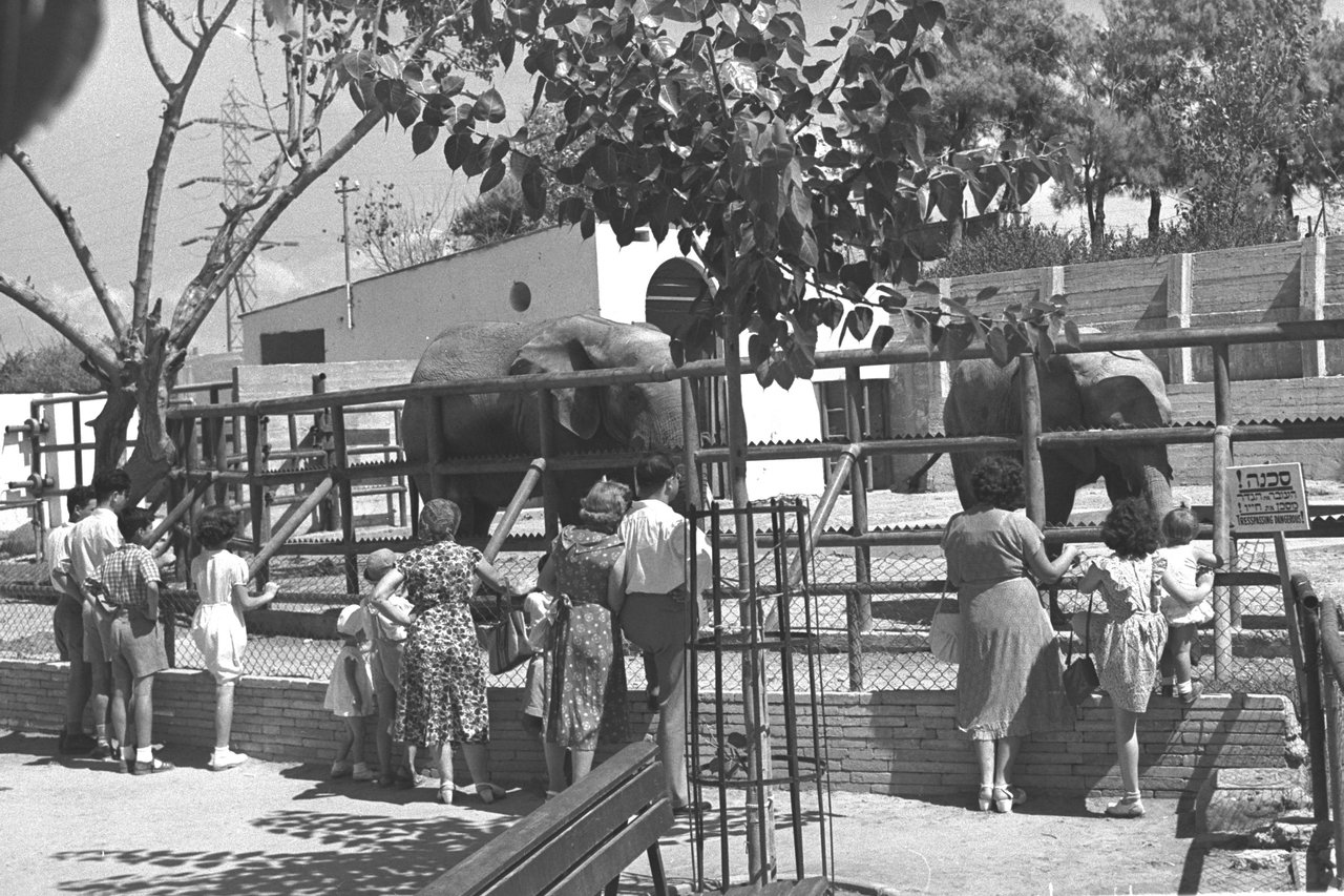 Тель авив зоопарк