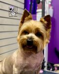 Lollipop (Krasnoy Armii Avenue, 186/2), pet salon