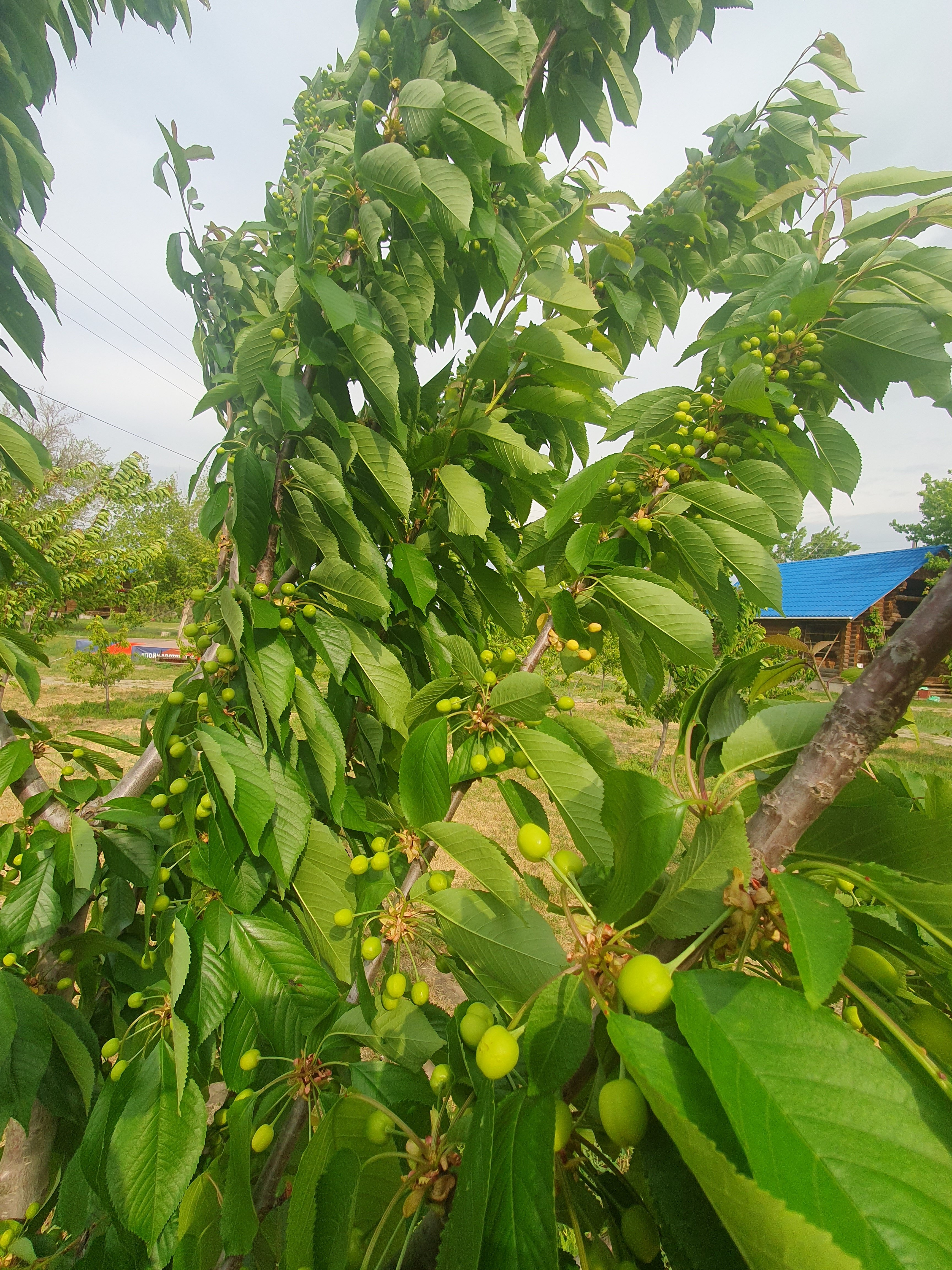 Фото Синяя птица