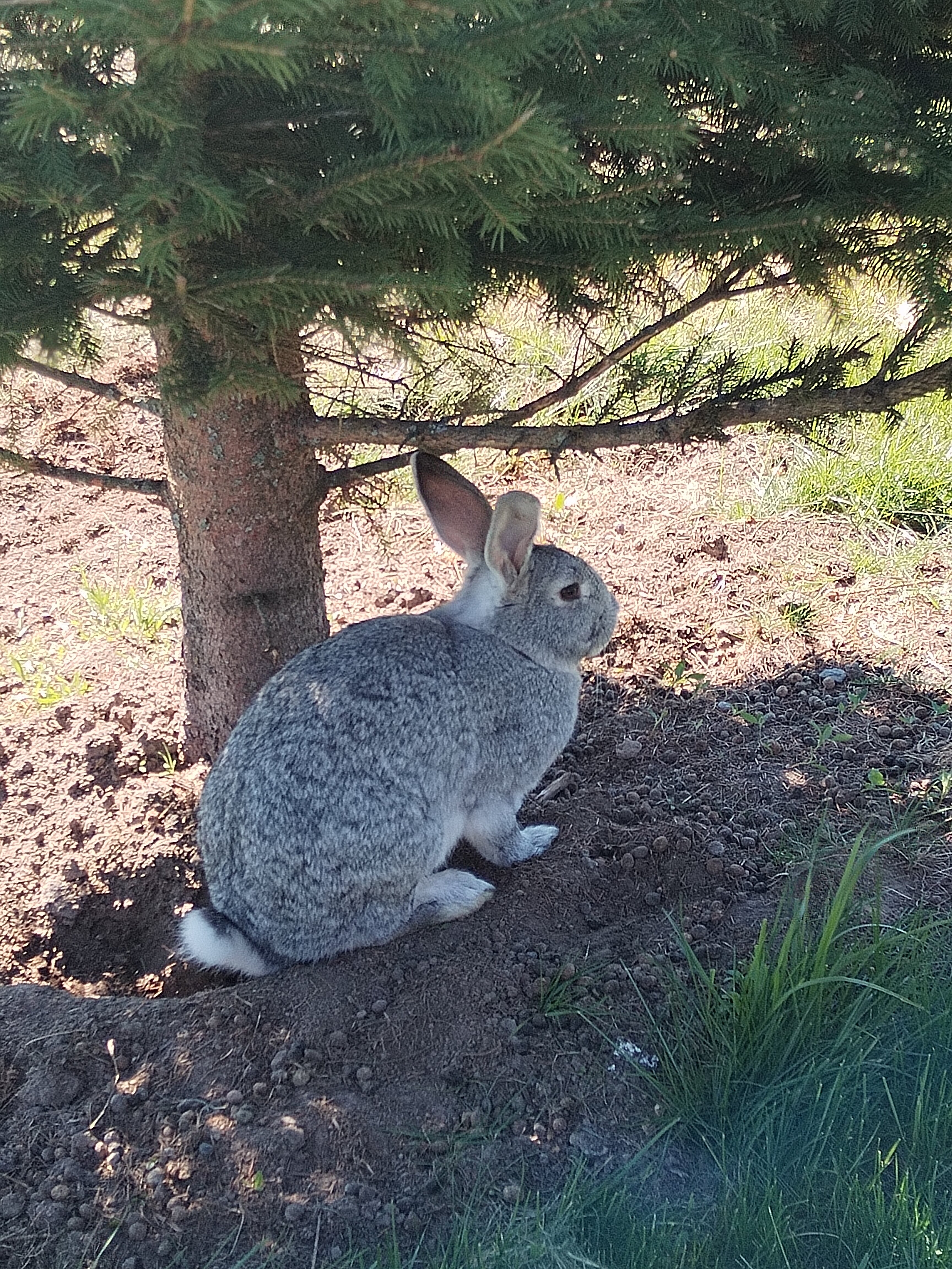 Фото Некрасовская дача