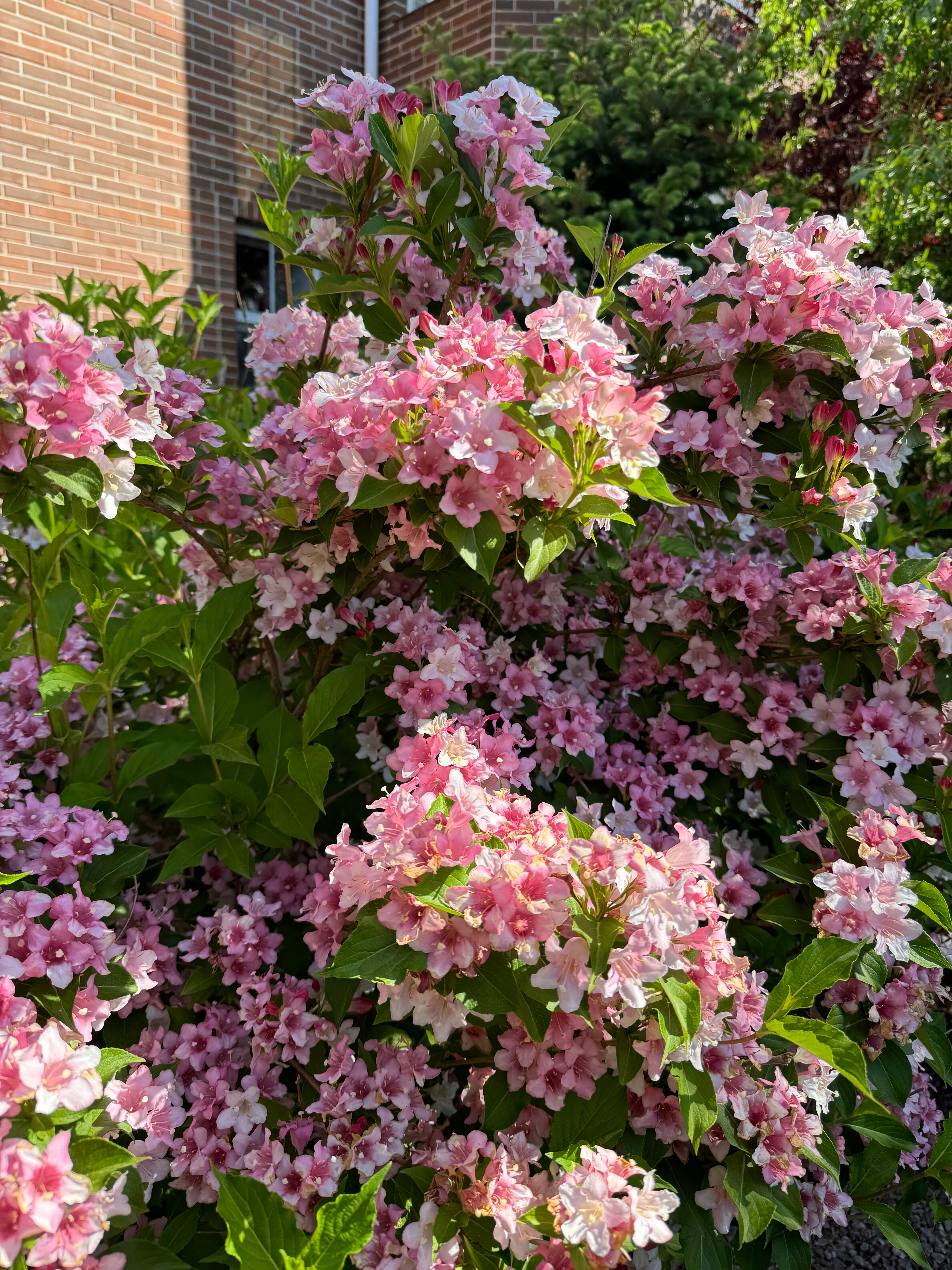 Фото Голден Хорс