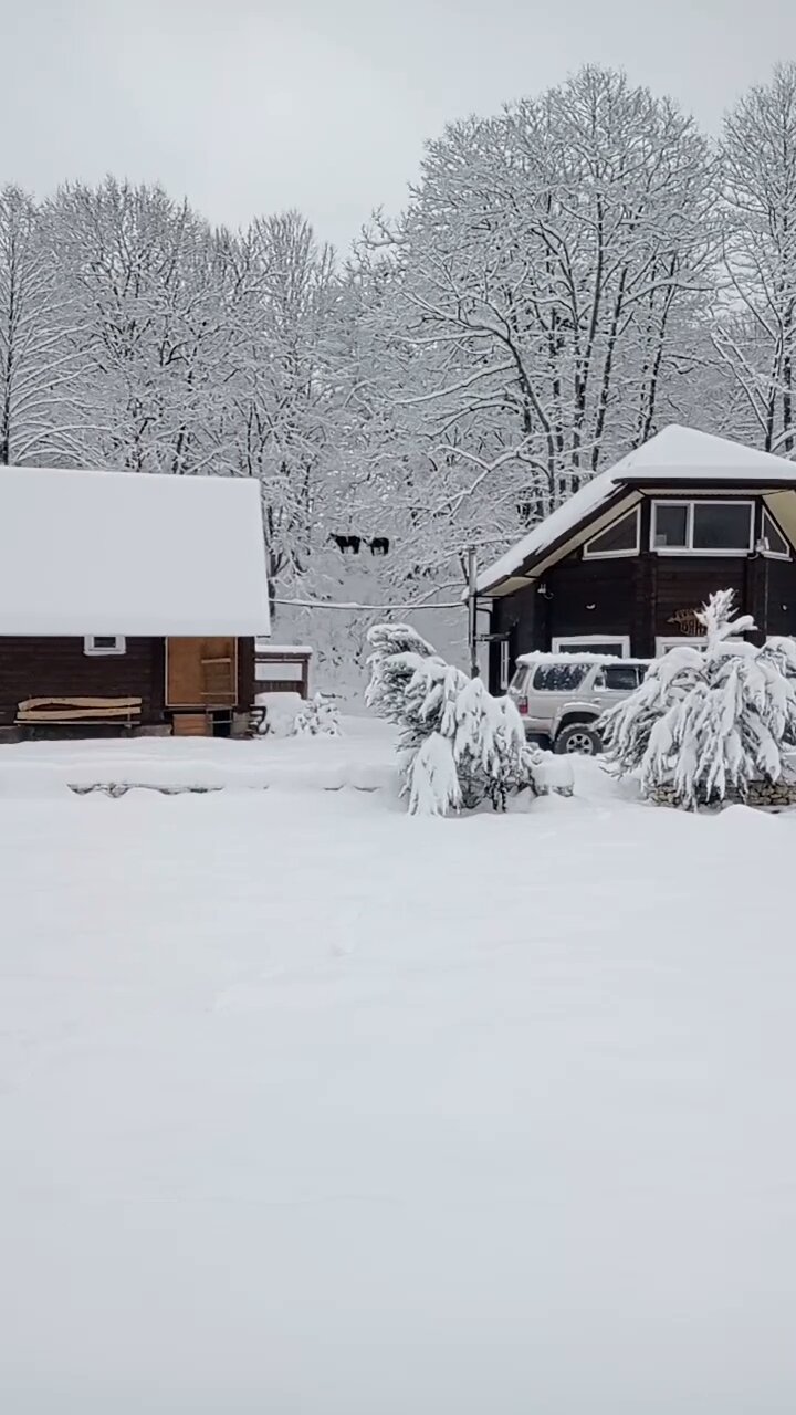 Фото Дикий дом