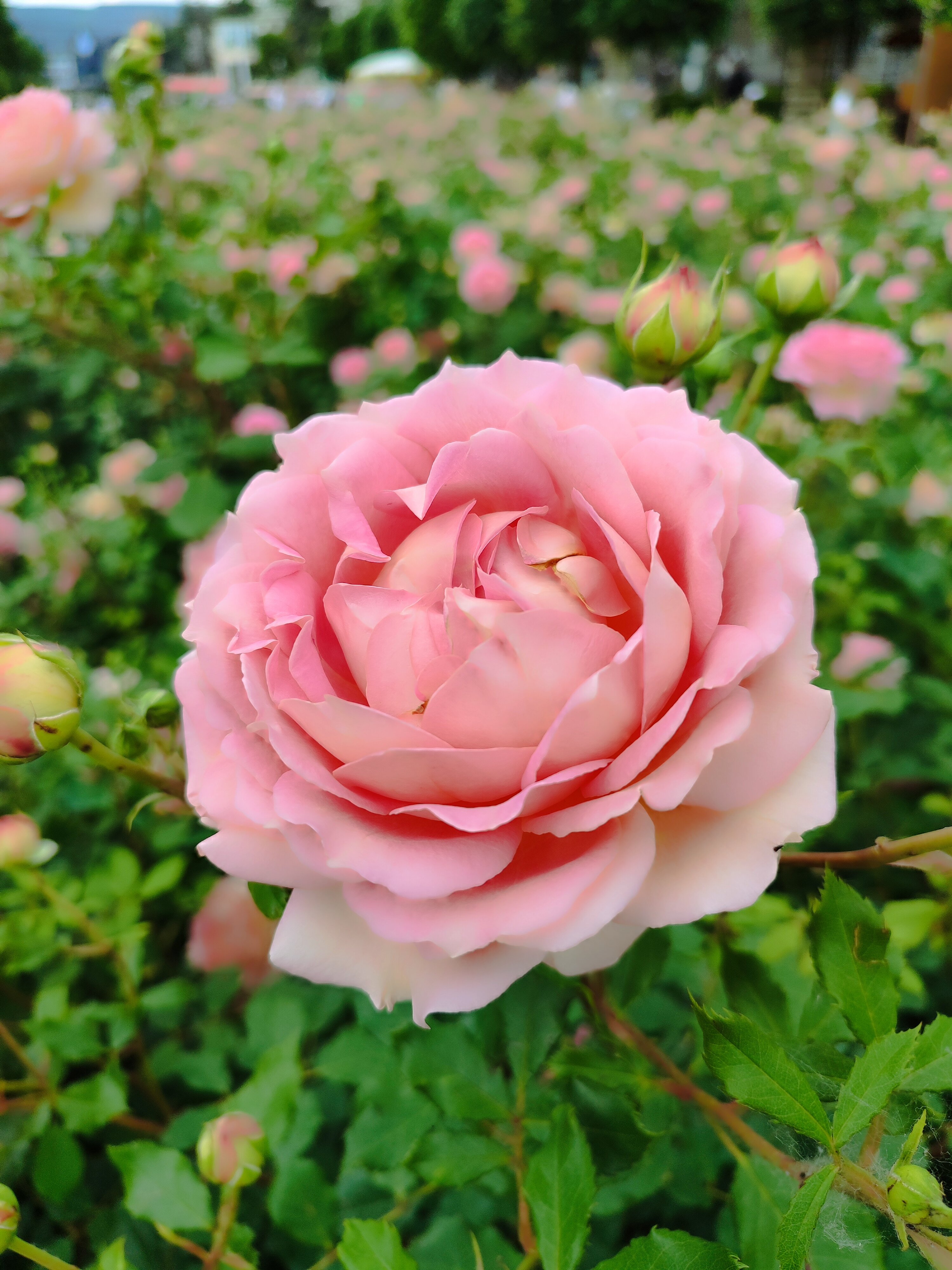 Фото Гостевой дом Крупской 1