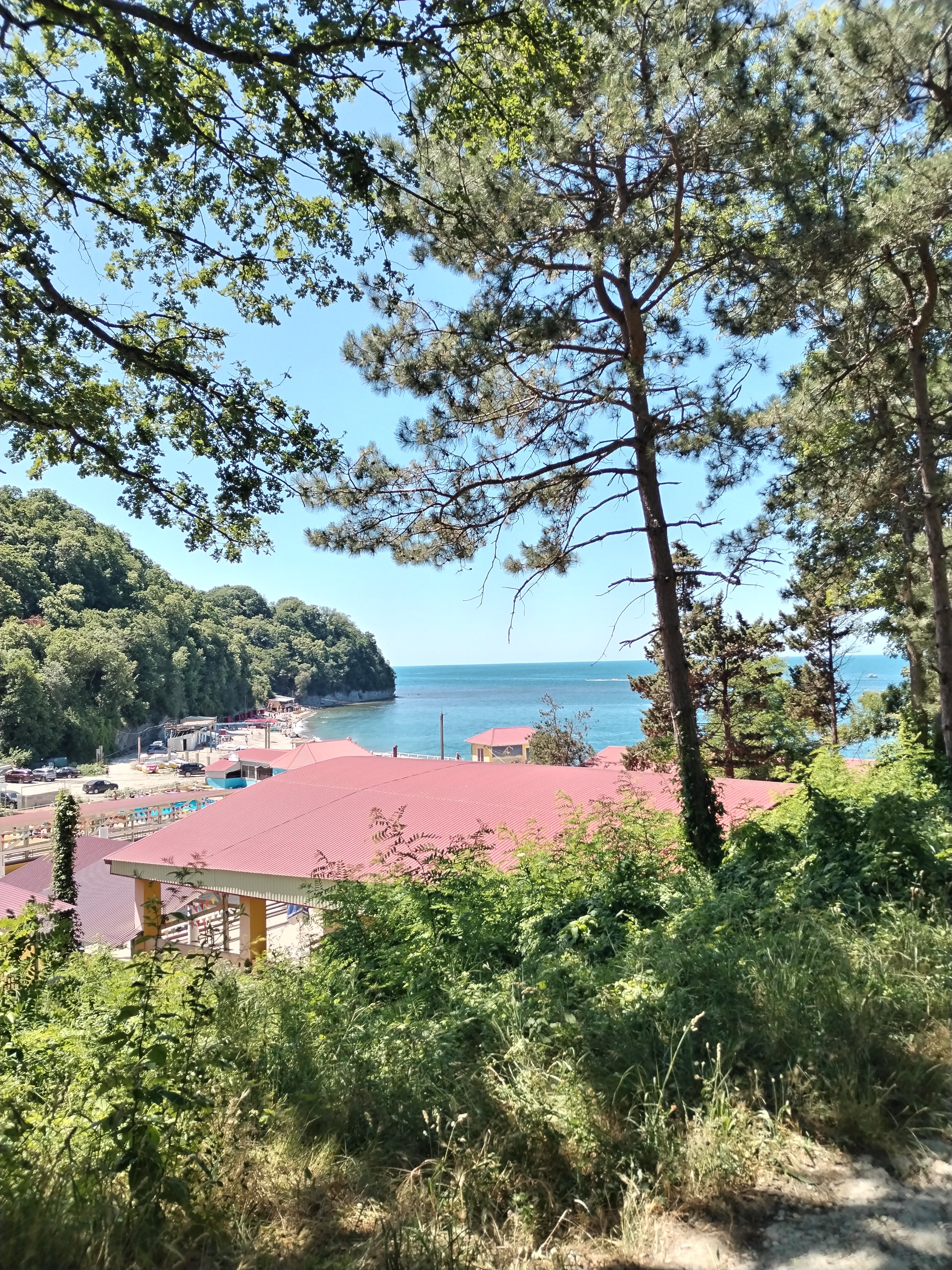 Фото Дельфин