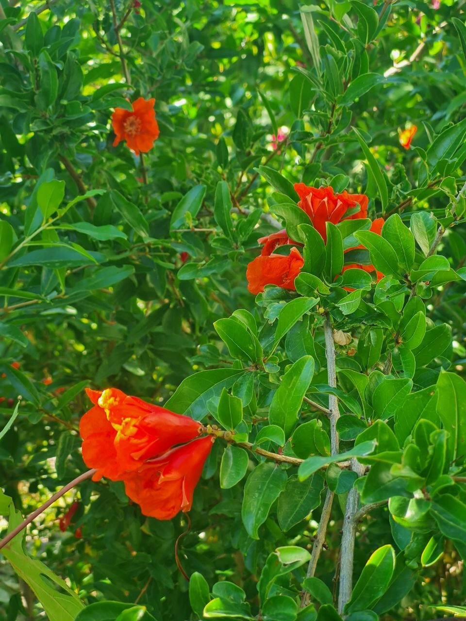 Фото Григорий