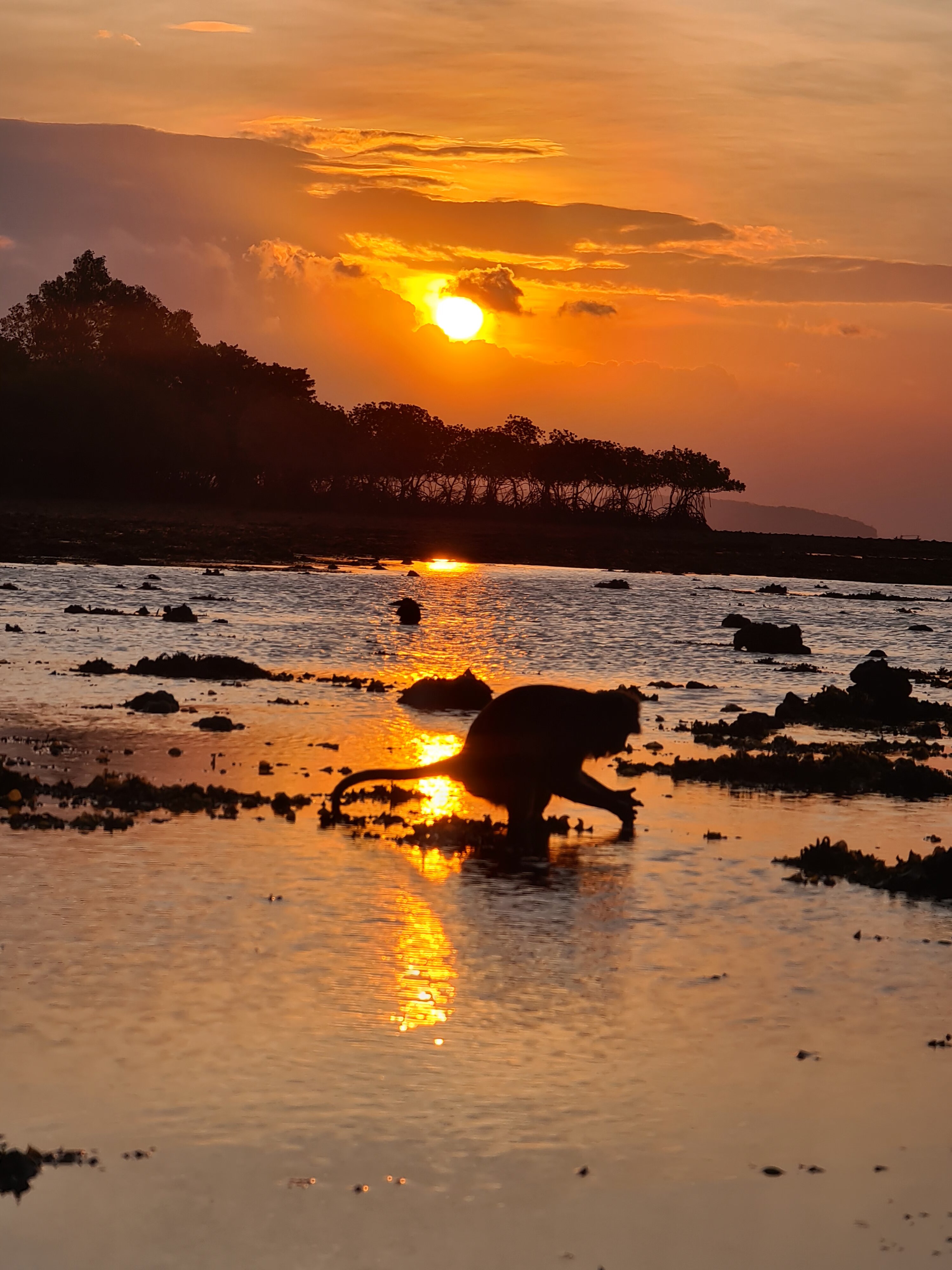 Фото The Menjangan Lifestyle Retreats