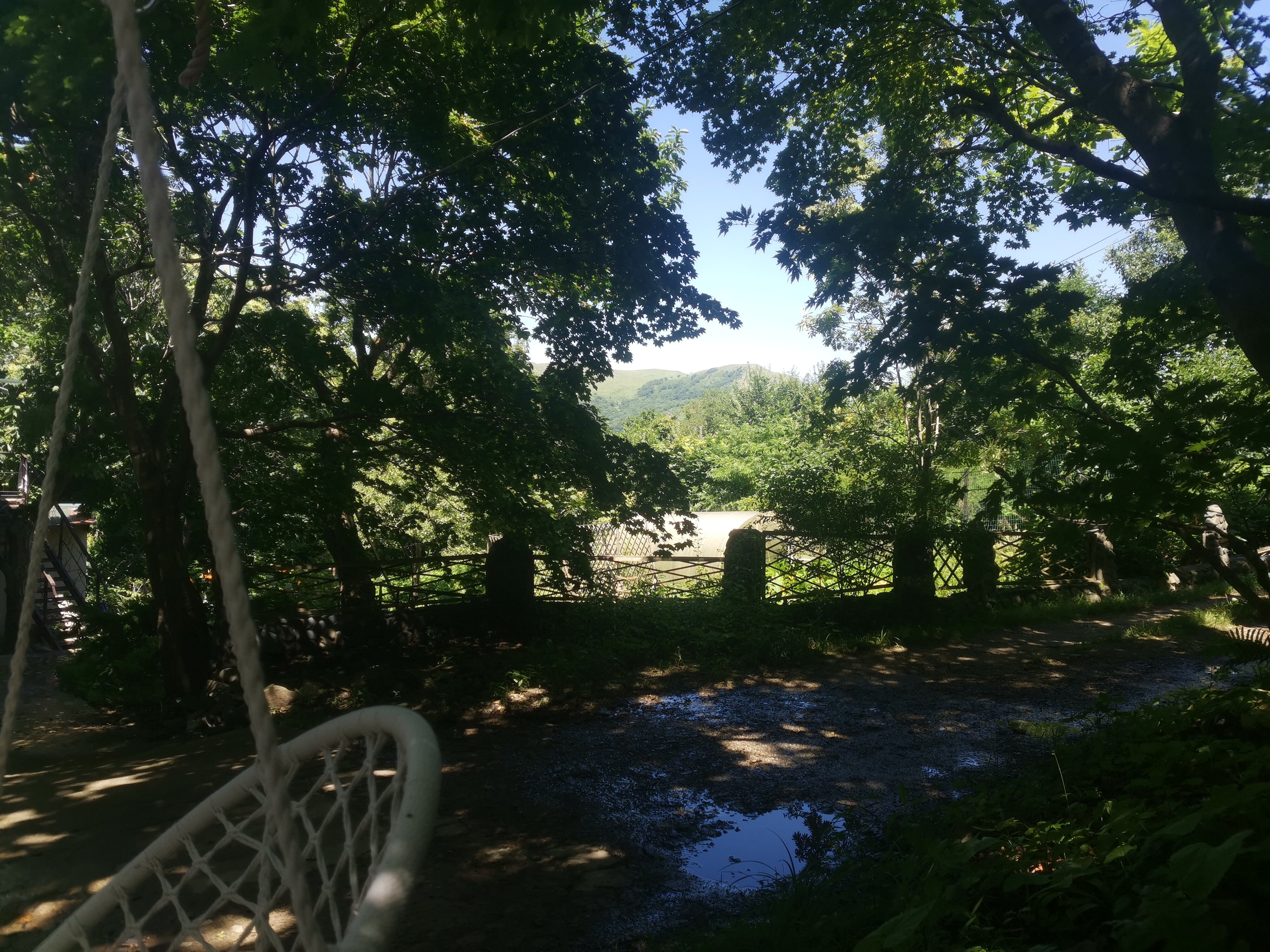 Фото Дельфин