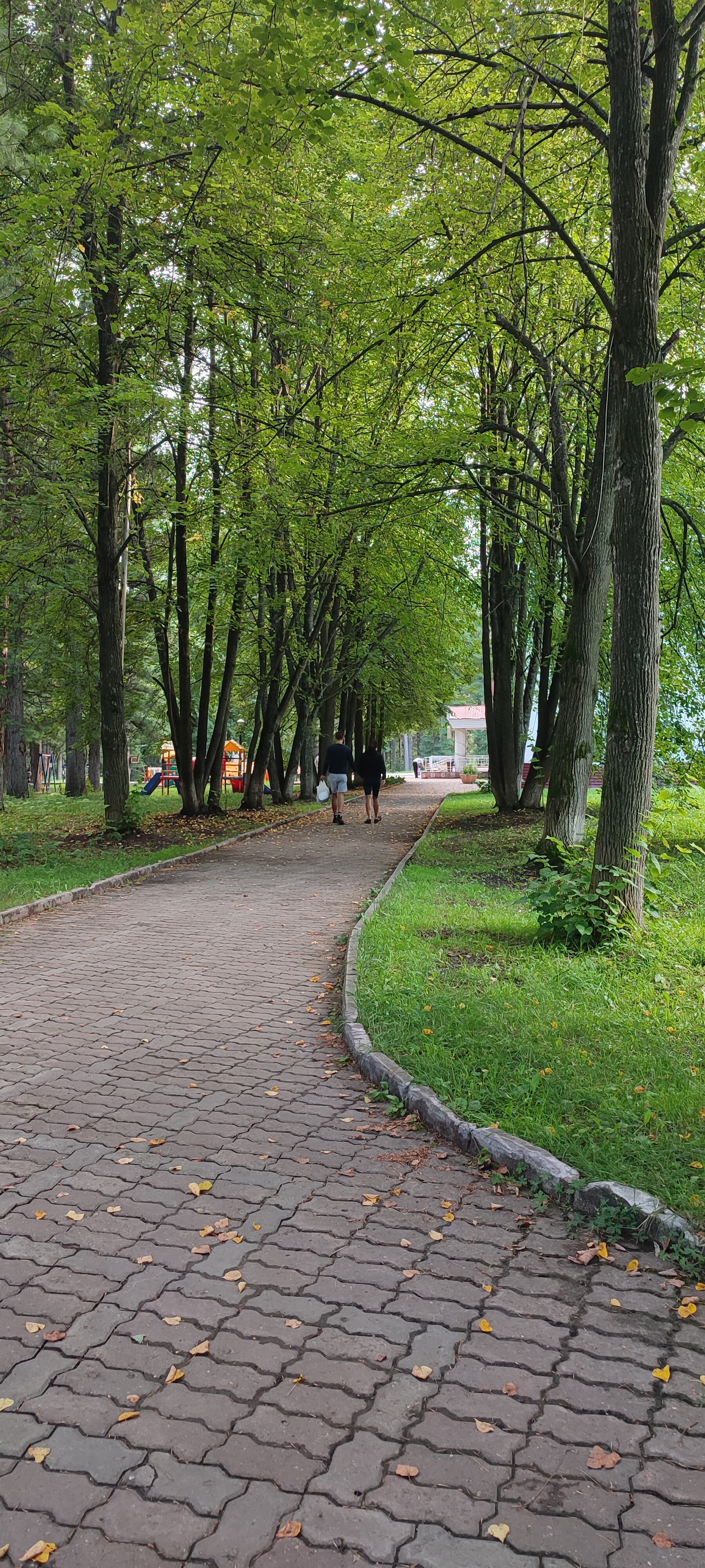 Фото Кедровый бор