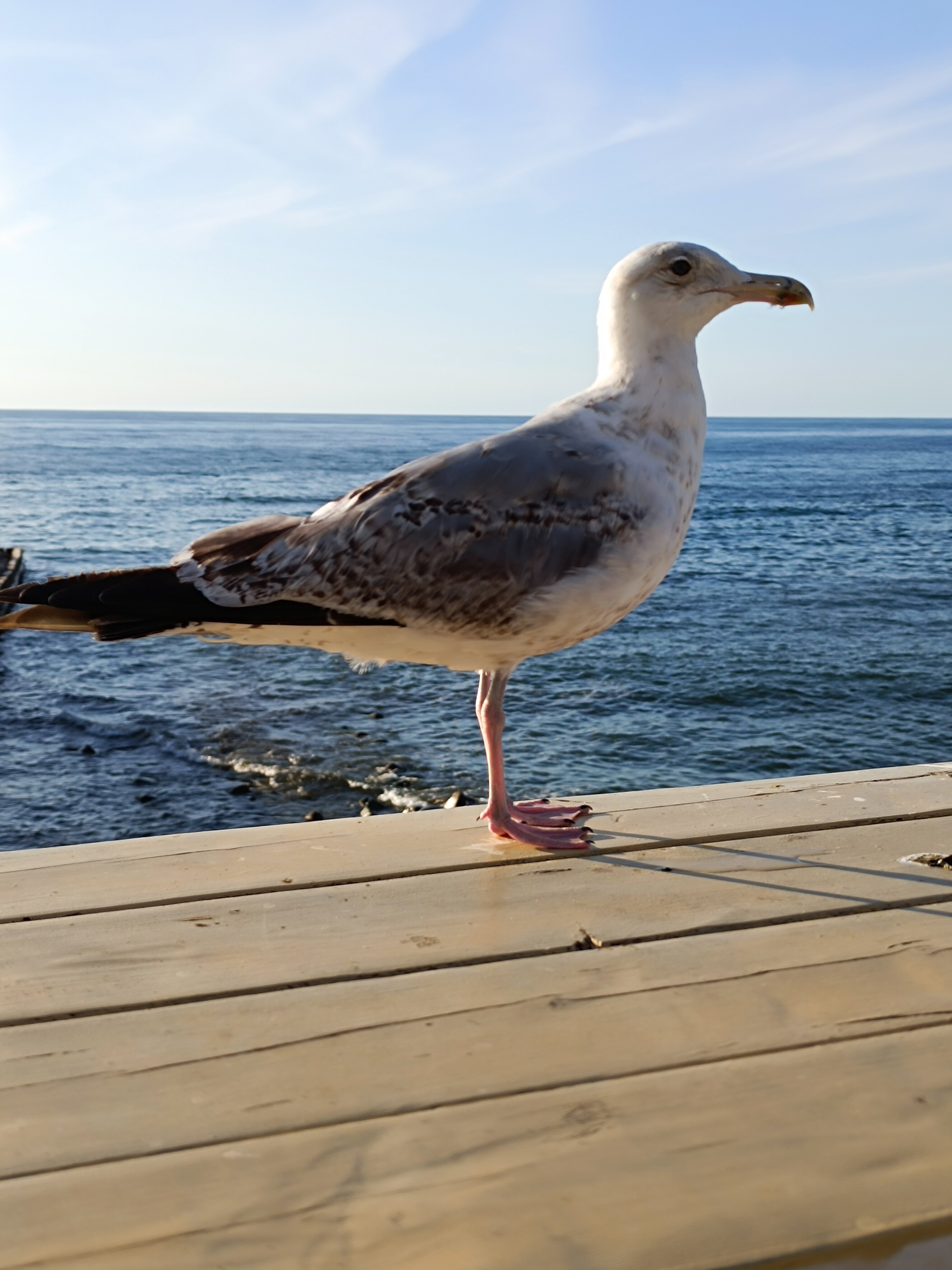 Фото Универсал