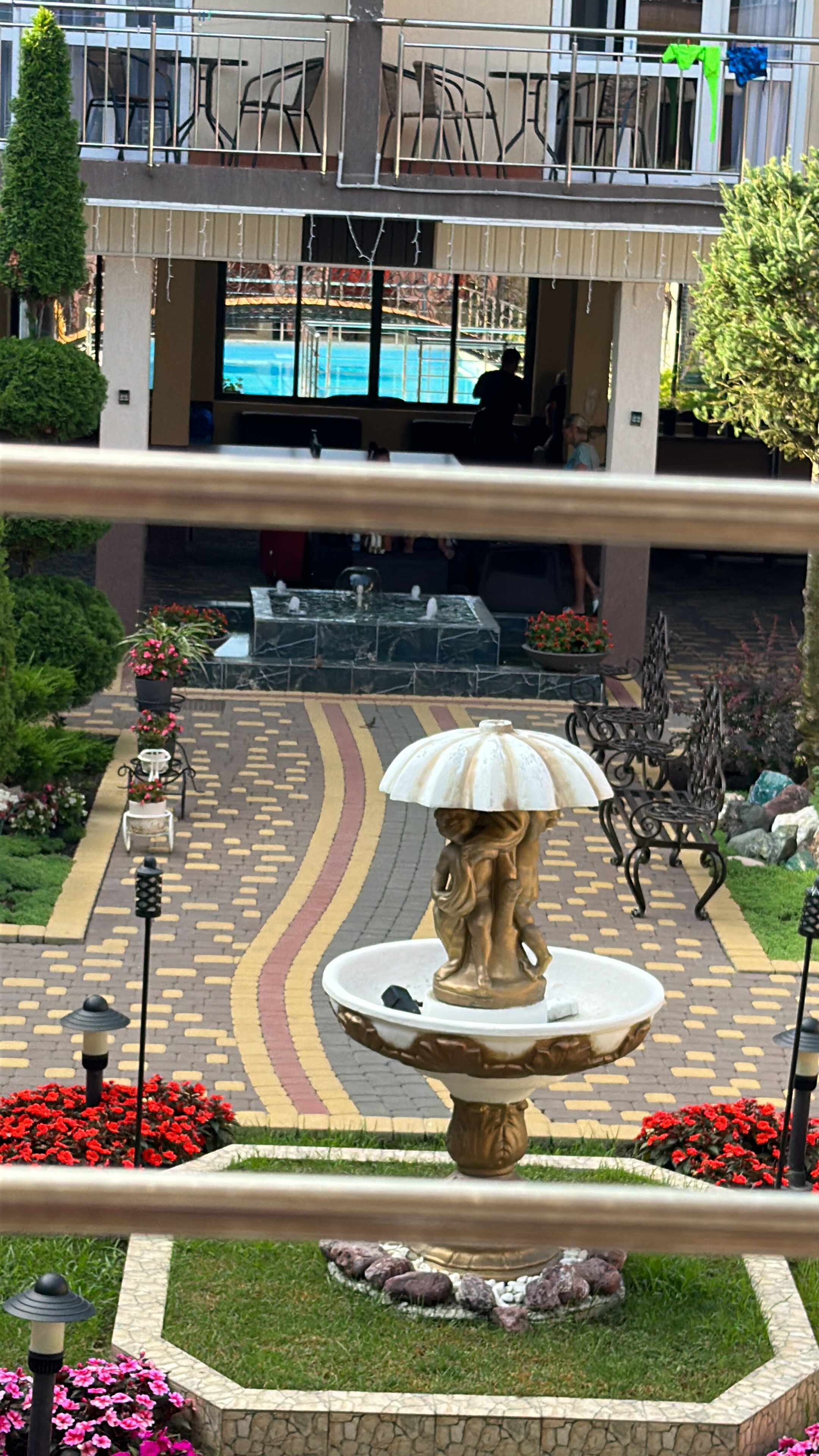 Фото Анютины Глазки