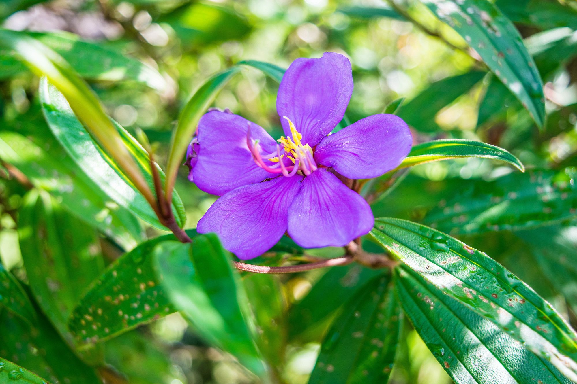 Фото Montania Lifestyle Hotel