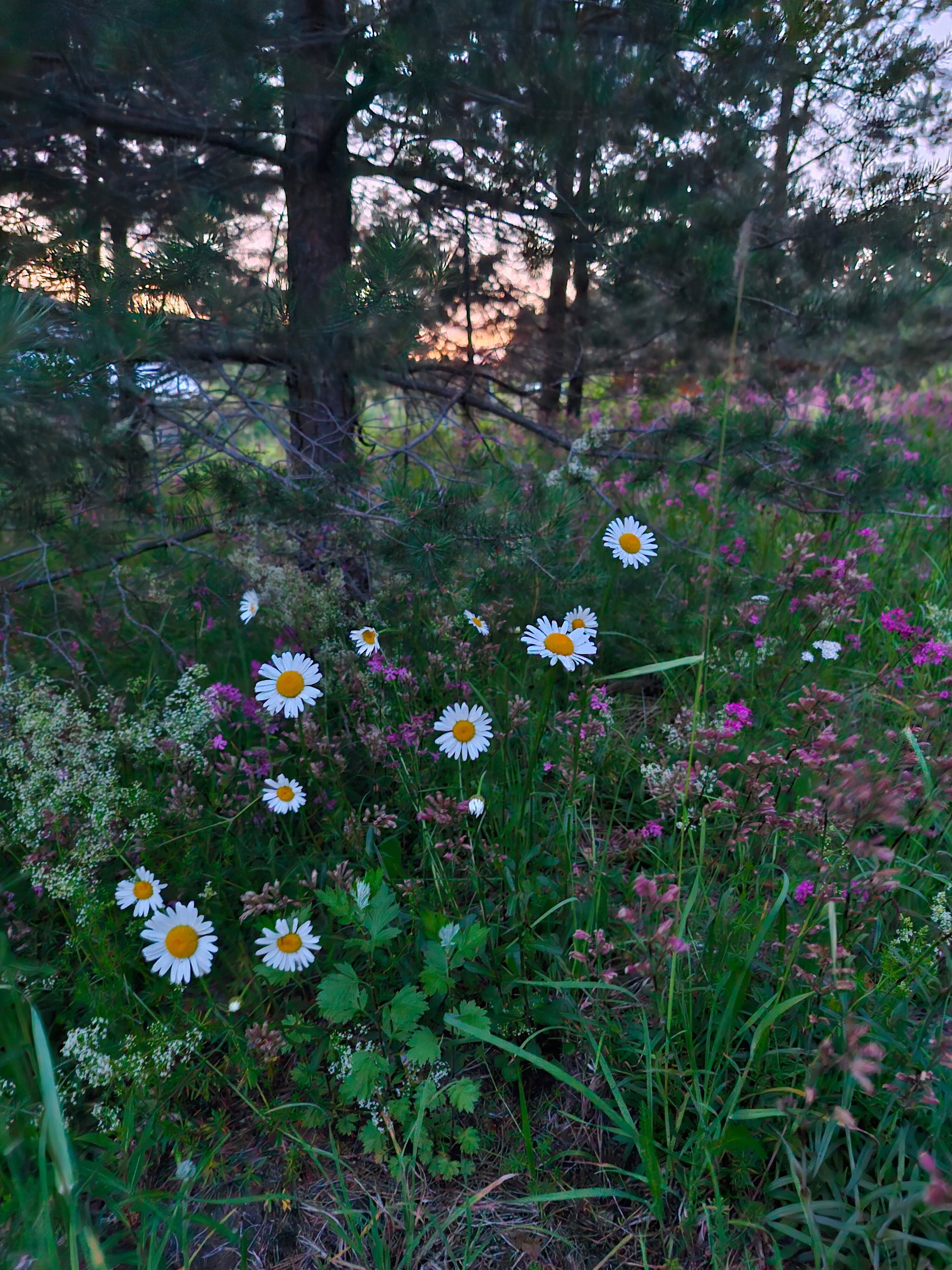 Фото Йети на комете