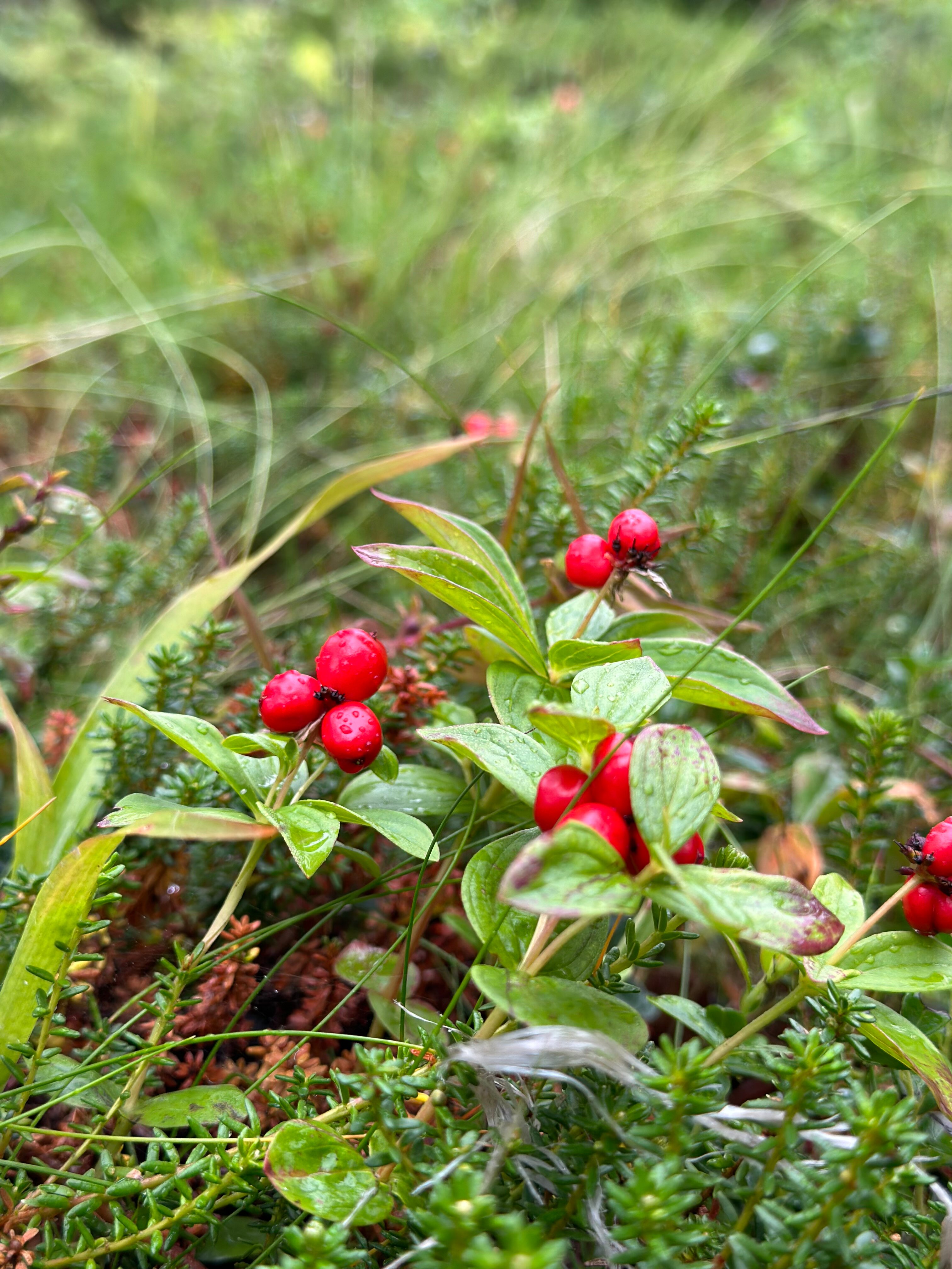 Фото Соловки Отель