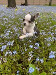 Chihuahua Kennel Smile Stael (Zelenograd, к601) ، مربي الحيوانات