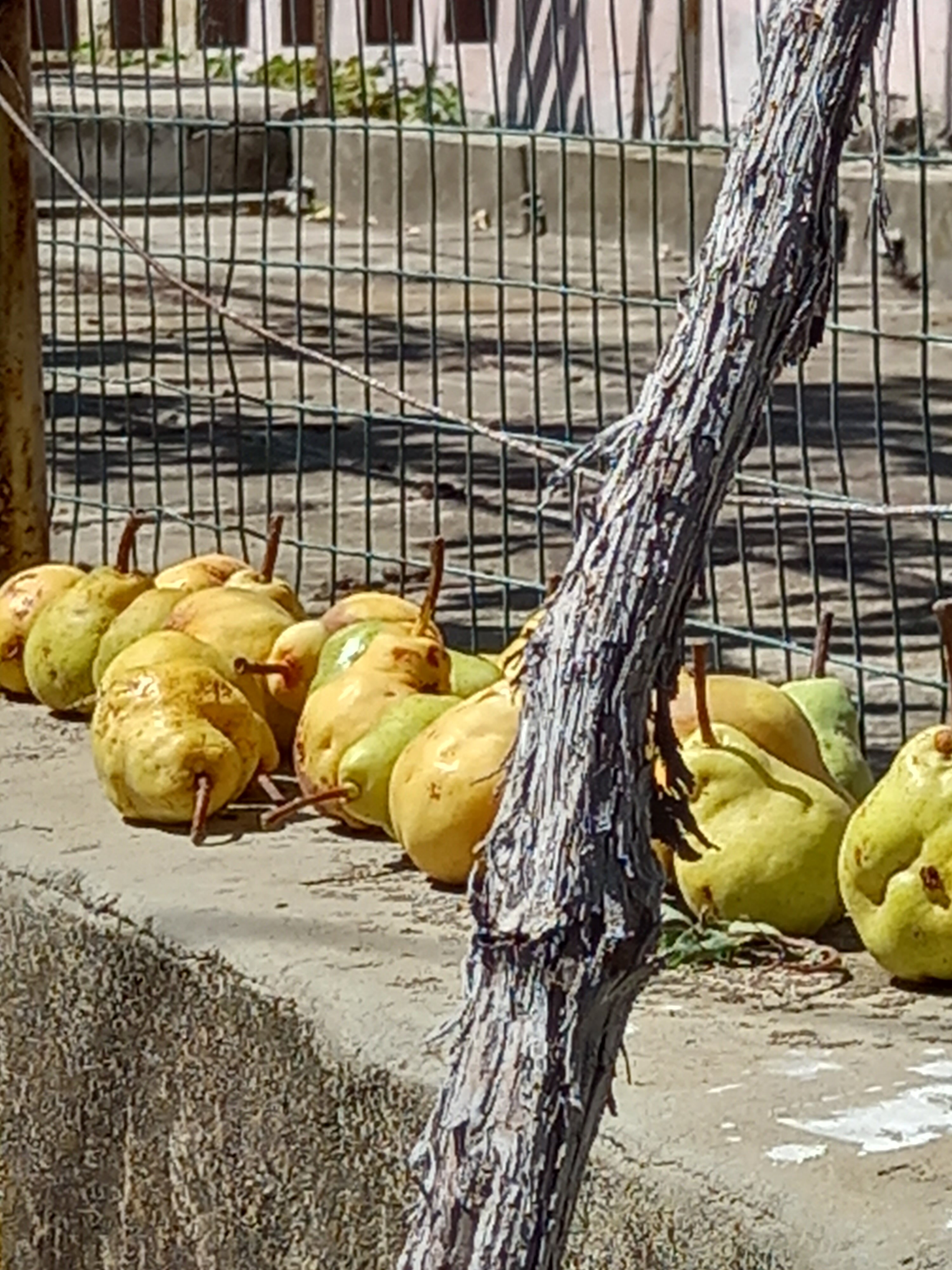 Фото Ай Василь