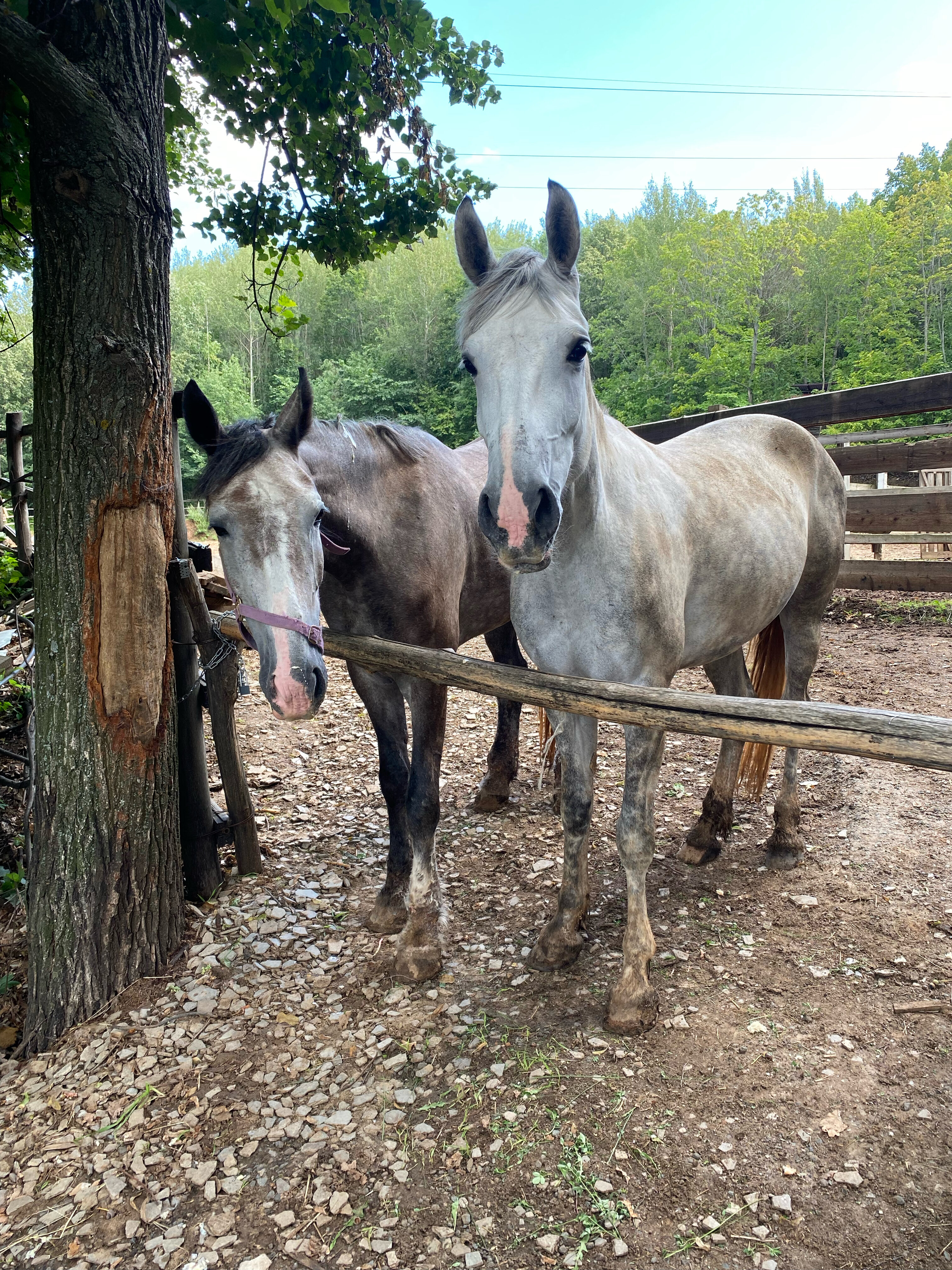 Фото Салампи