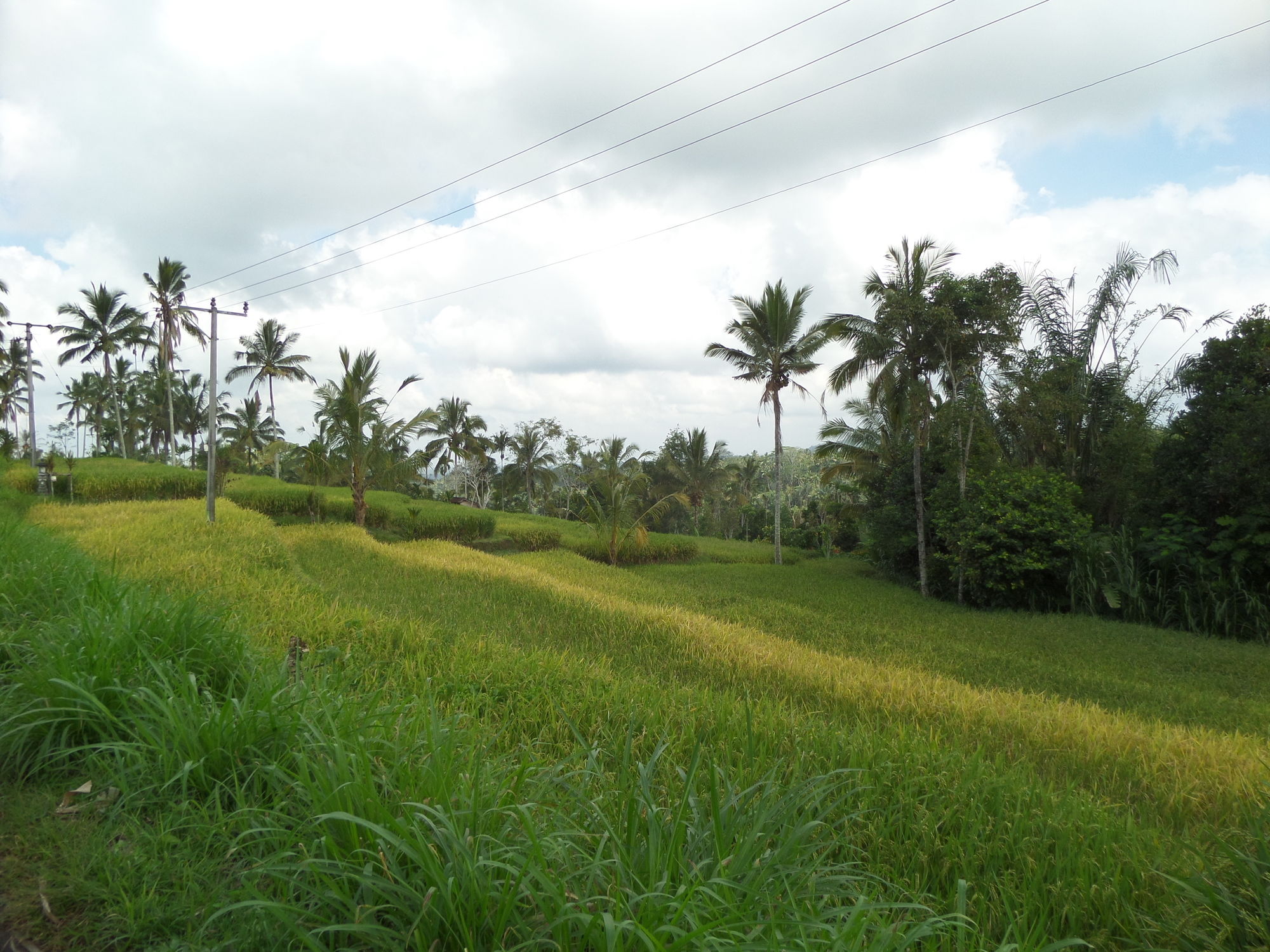 Фото 164162676469