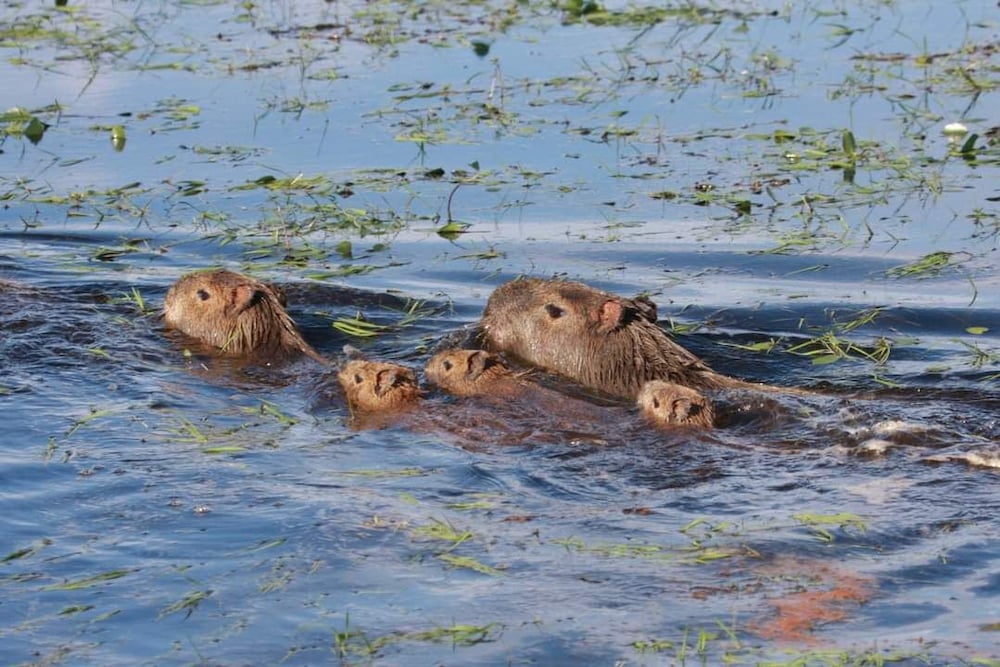 Фото Wild Wetlands Lodge