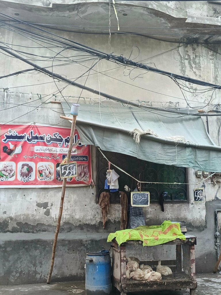 Egg and poultry meat B. M Checkin sale center, Lahore, photo