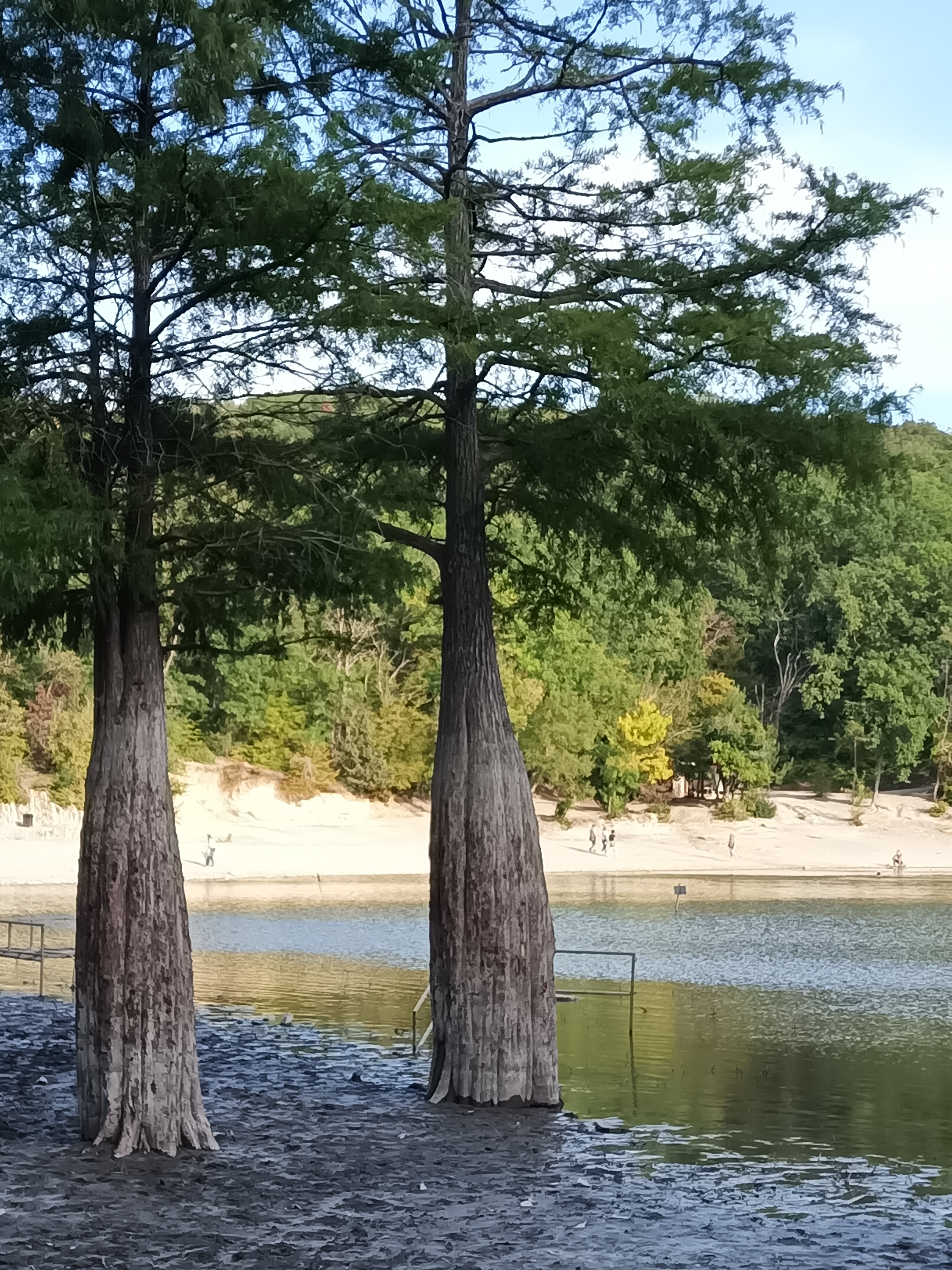 Фото Кипарис