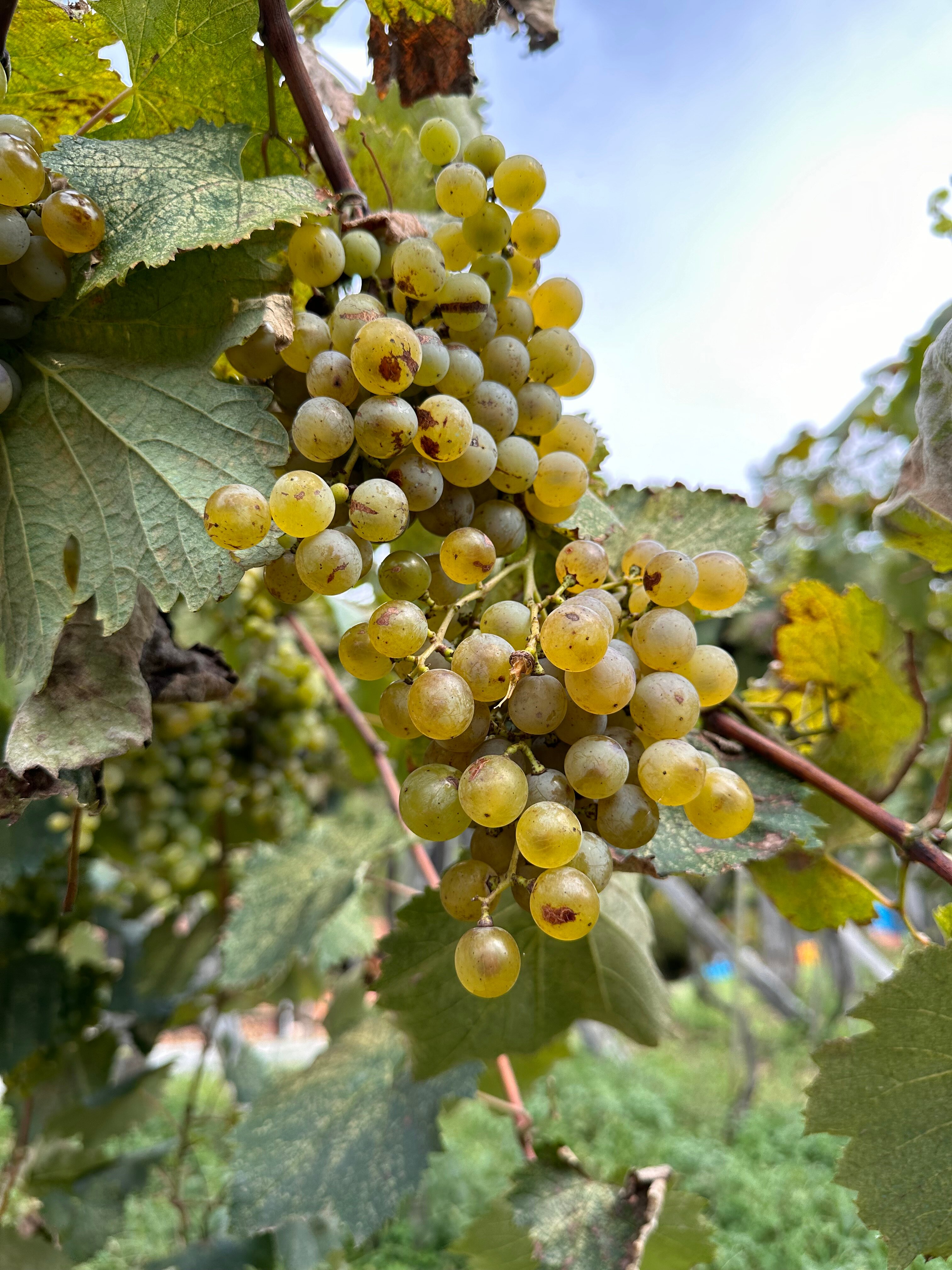 Фото Chateau Iveri