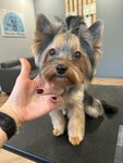 Пёсовая (Tenisty bulvar, 9), pet salon