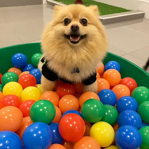 Zoo center Pretty Paws Dubai, Dubai, photo