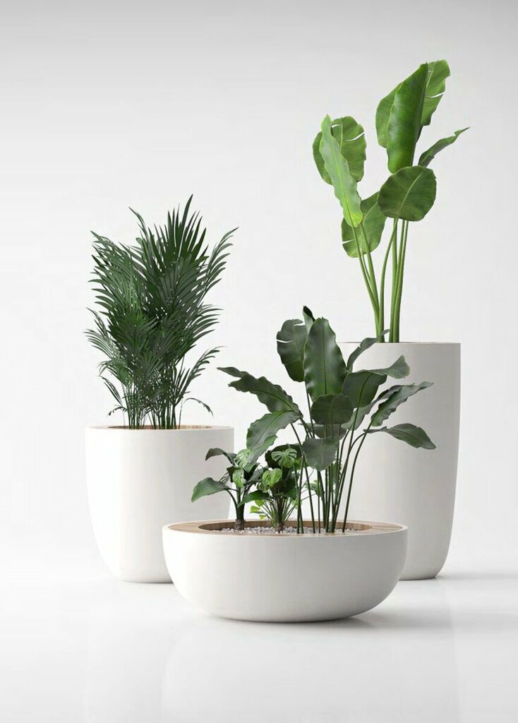 Garden center Plante, Dubai, photo