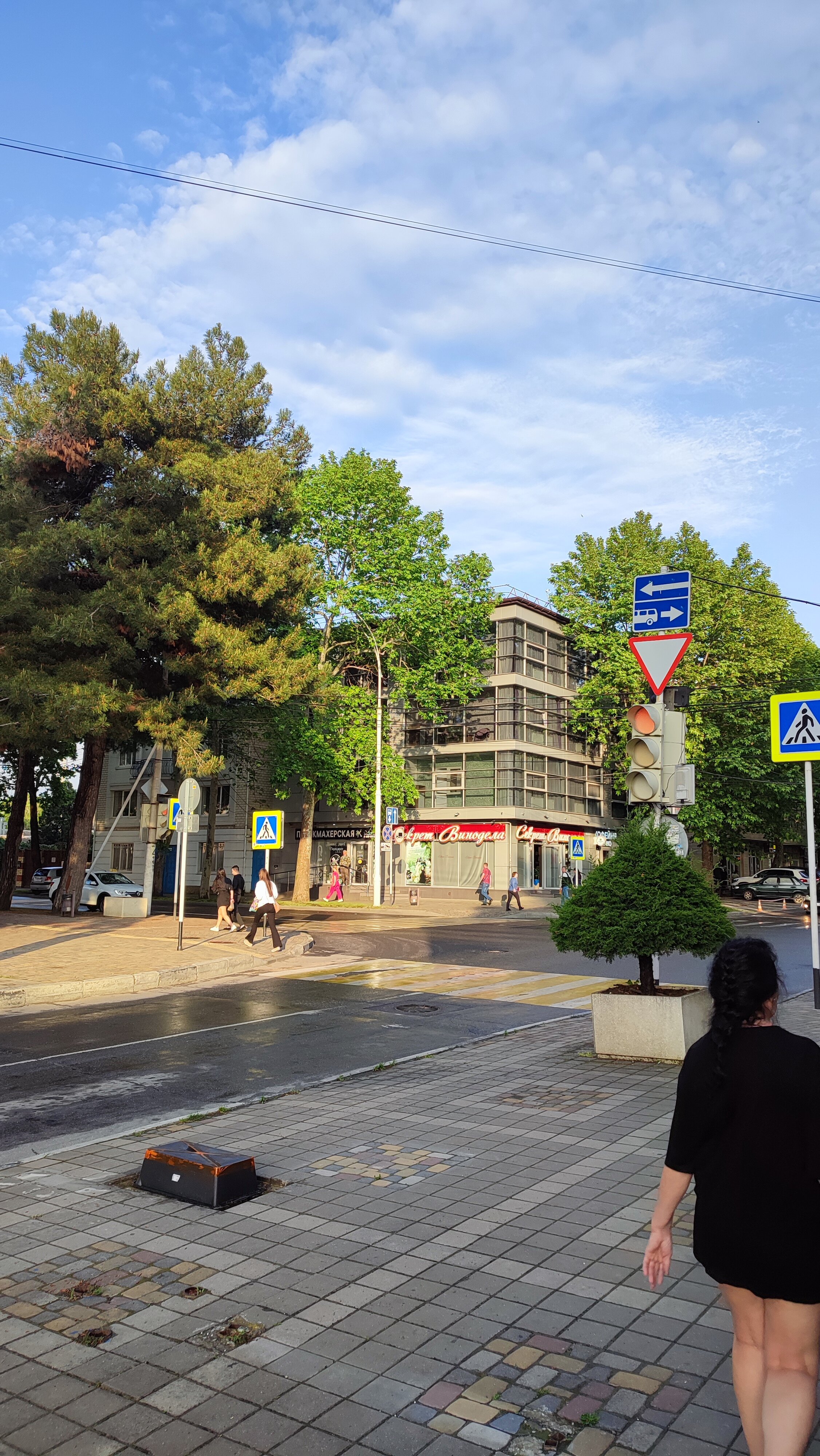 Фото Камелия