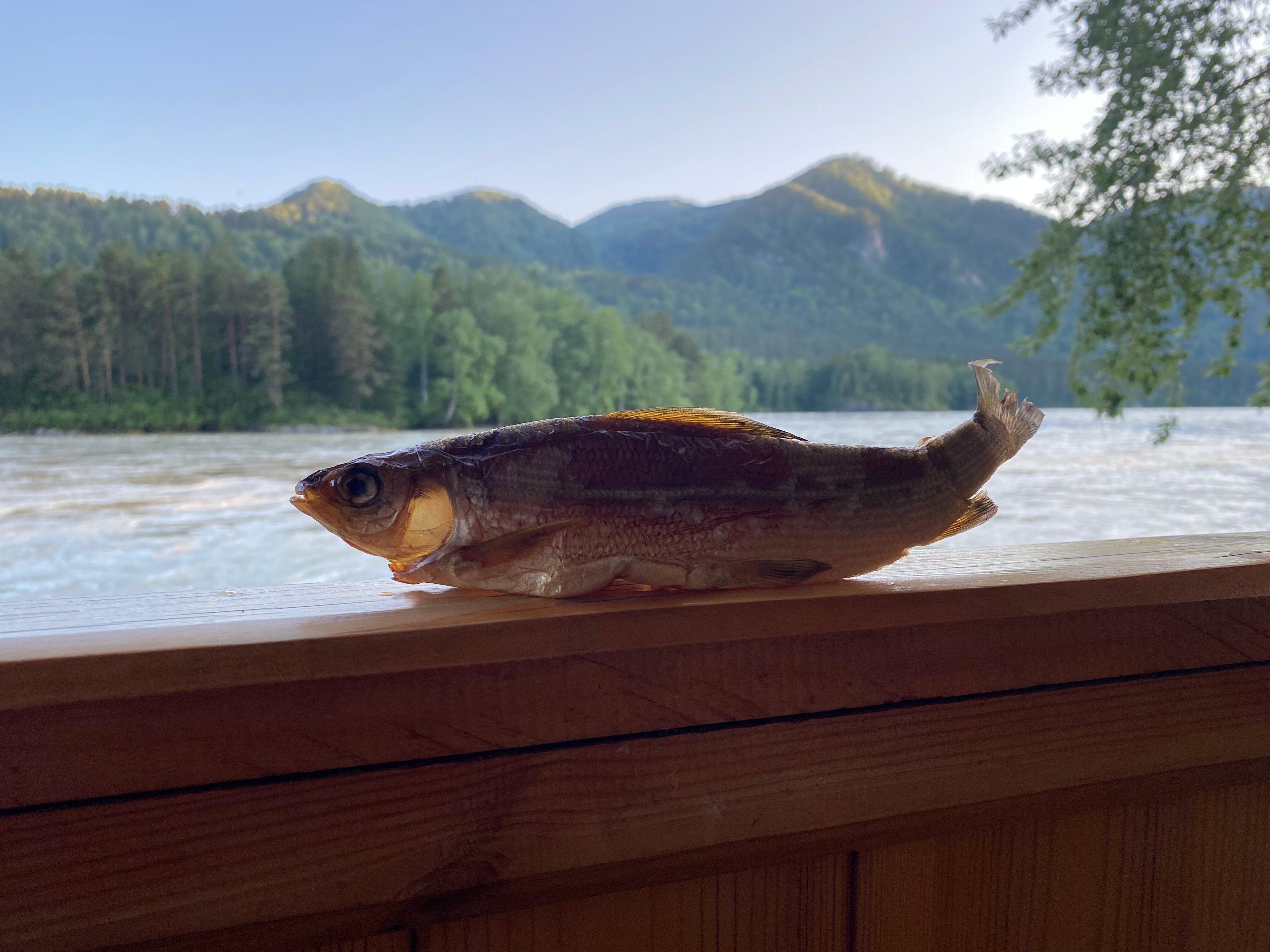 Фото Альбатрос