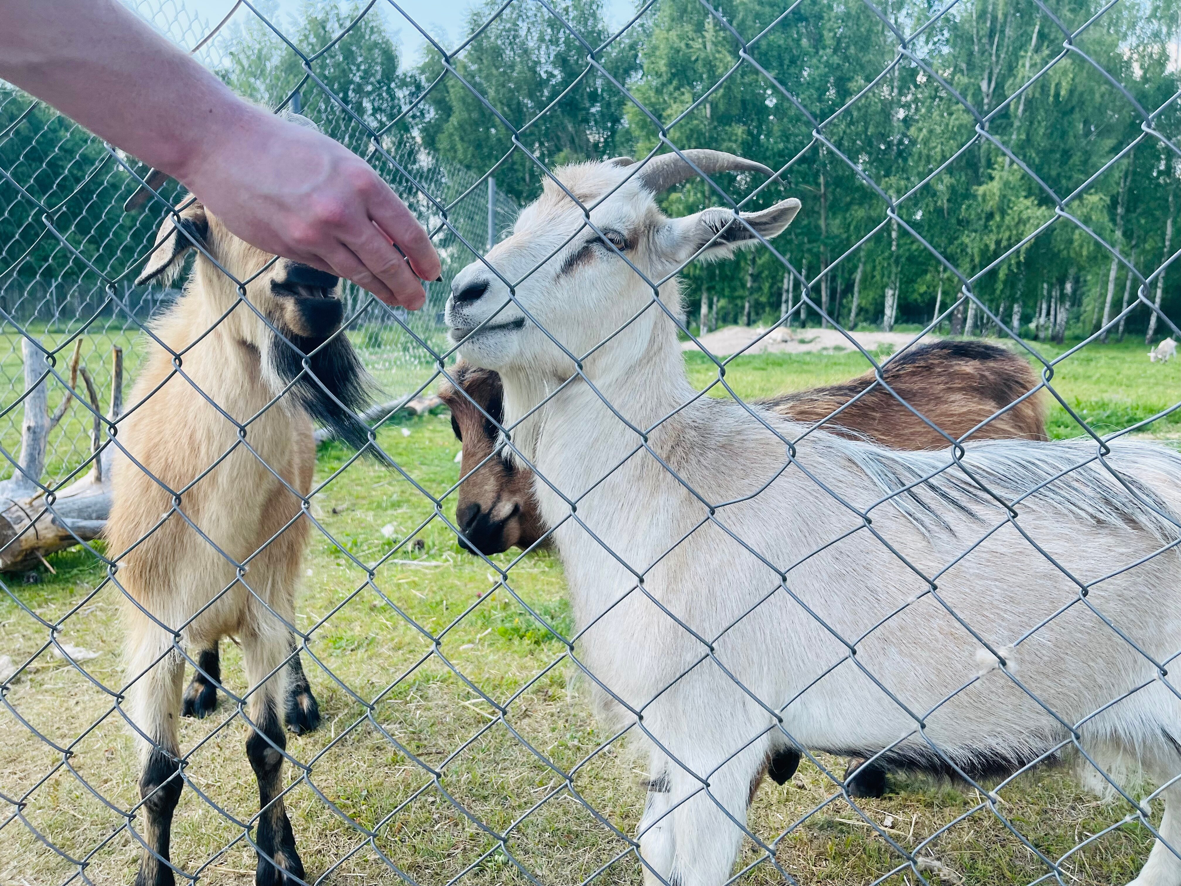 Фото Оленья ферма СудимирЪ