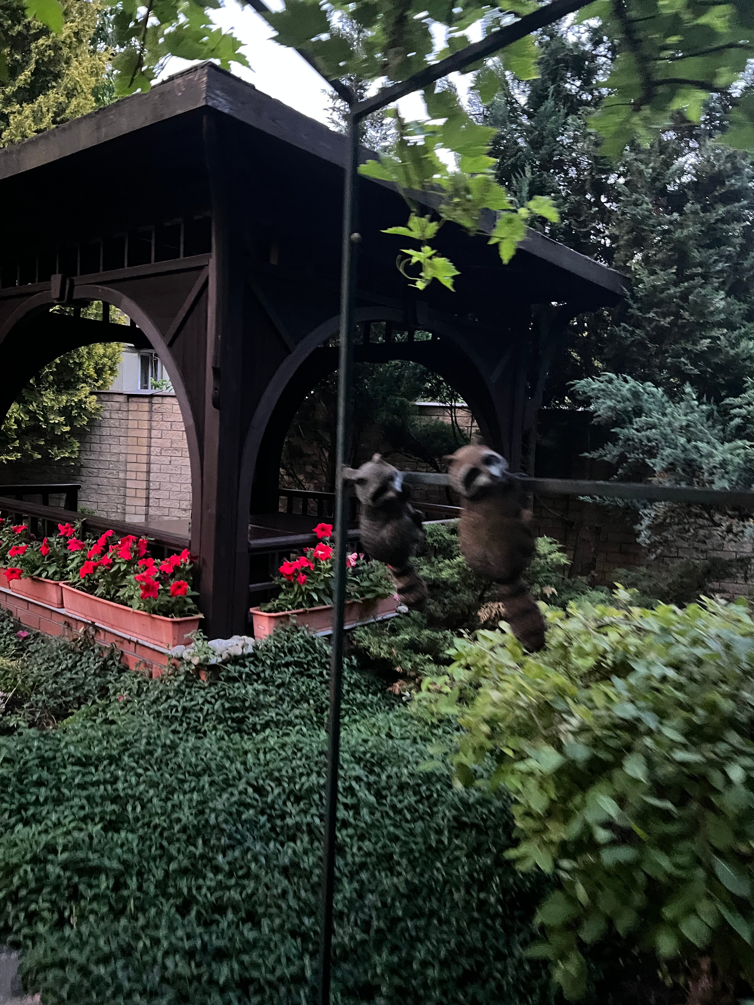 Фото Черепаха