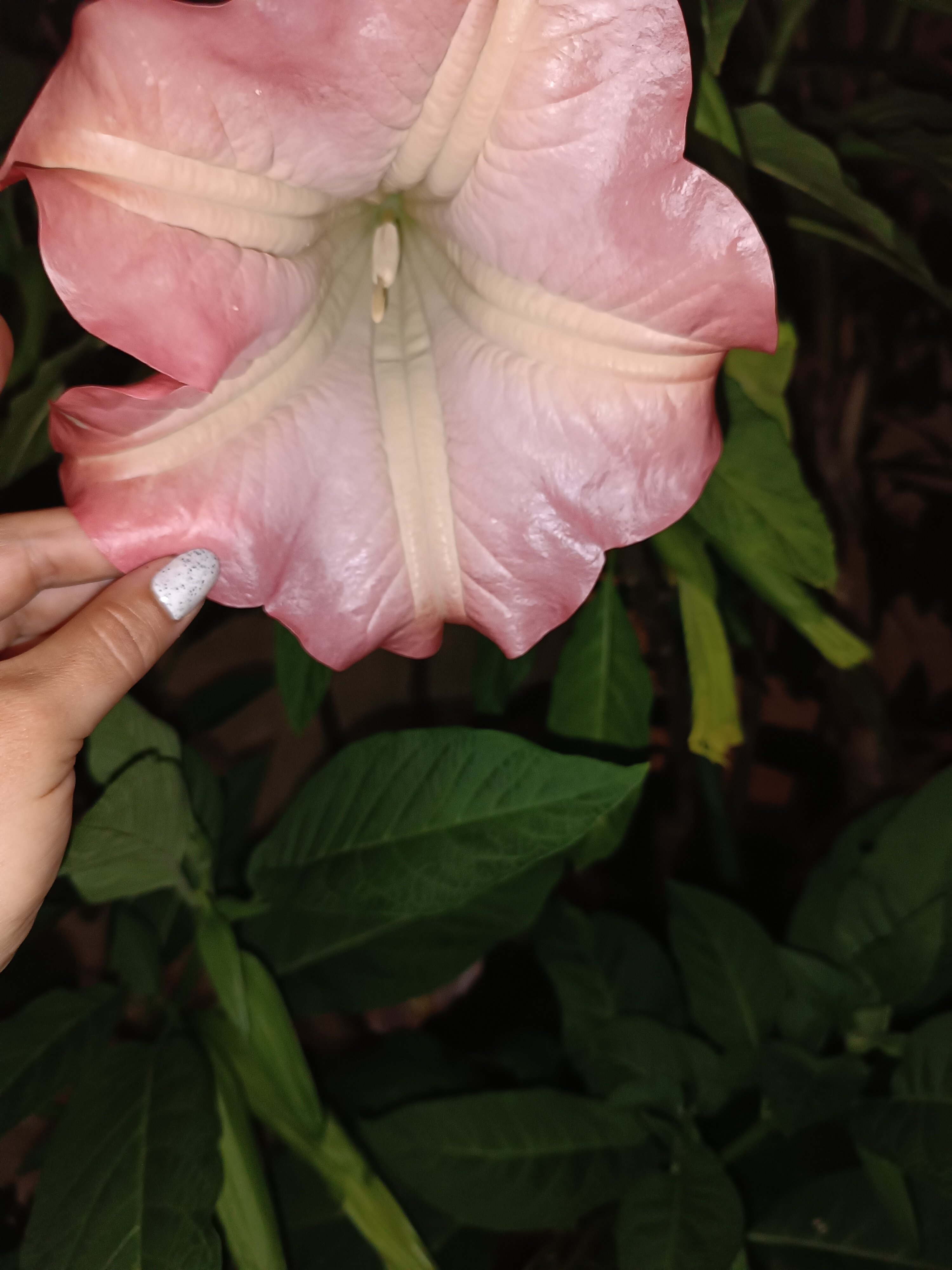 Фото Санрайз