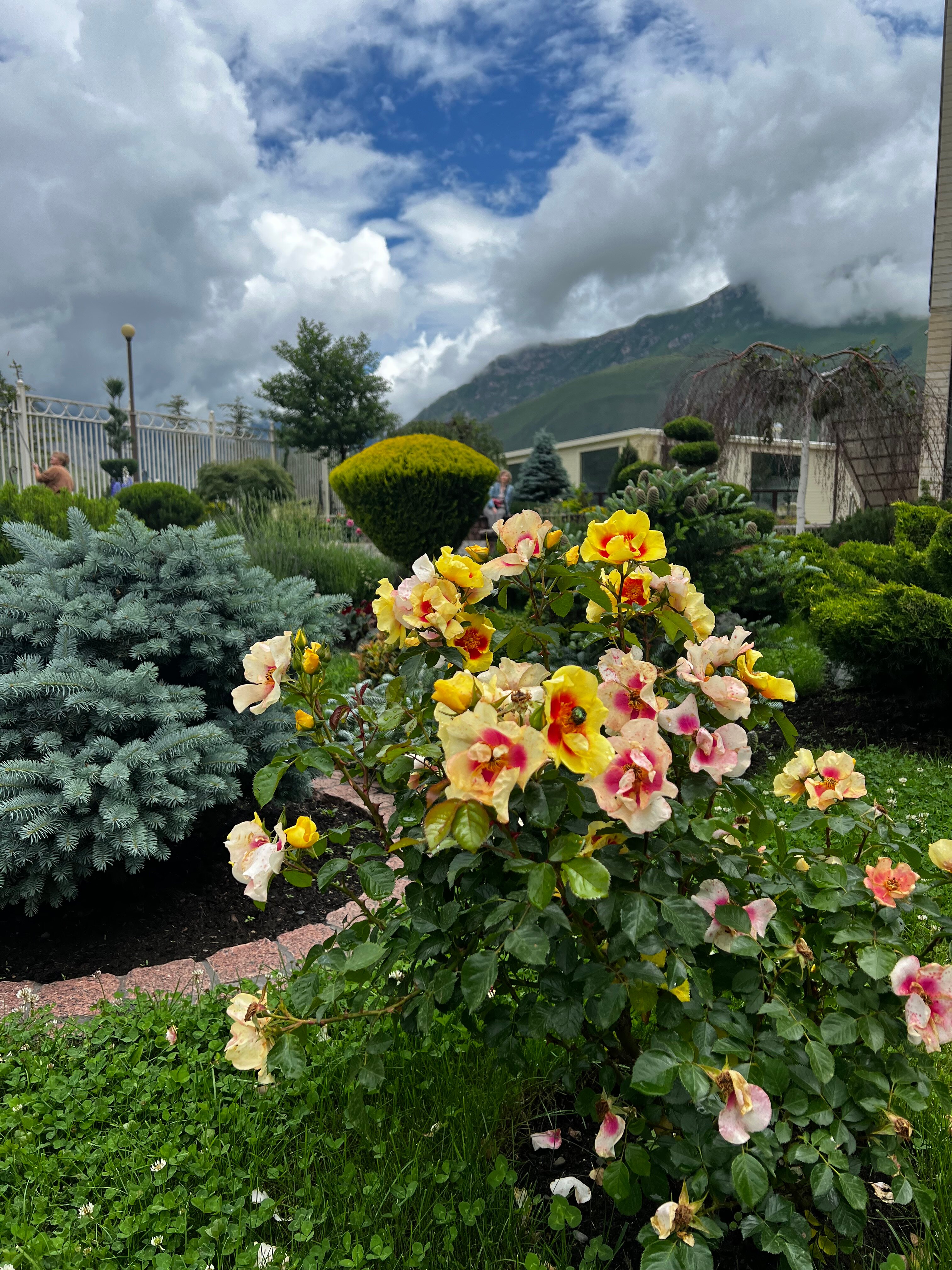 Фото Роза ветров