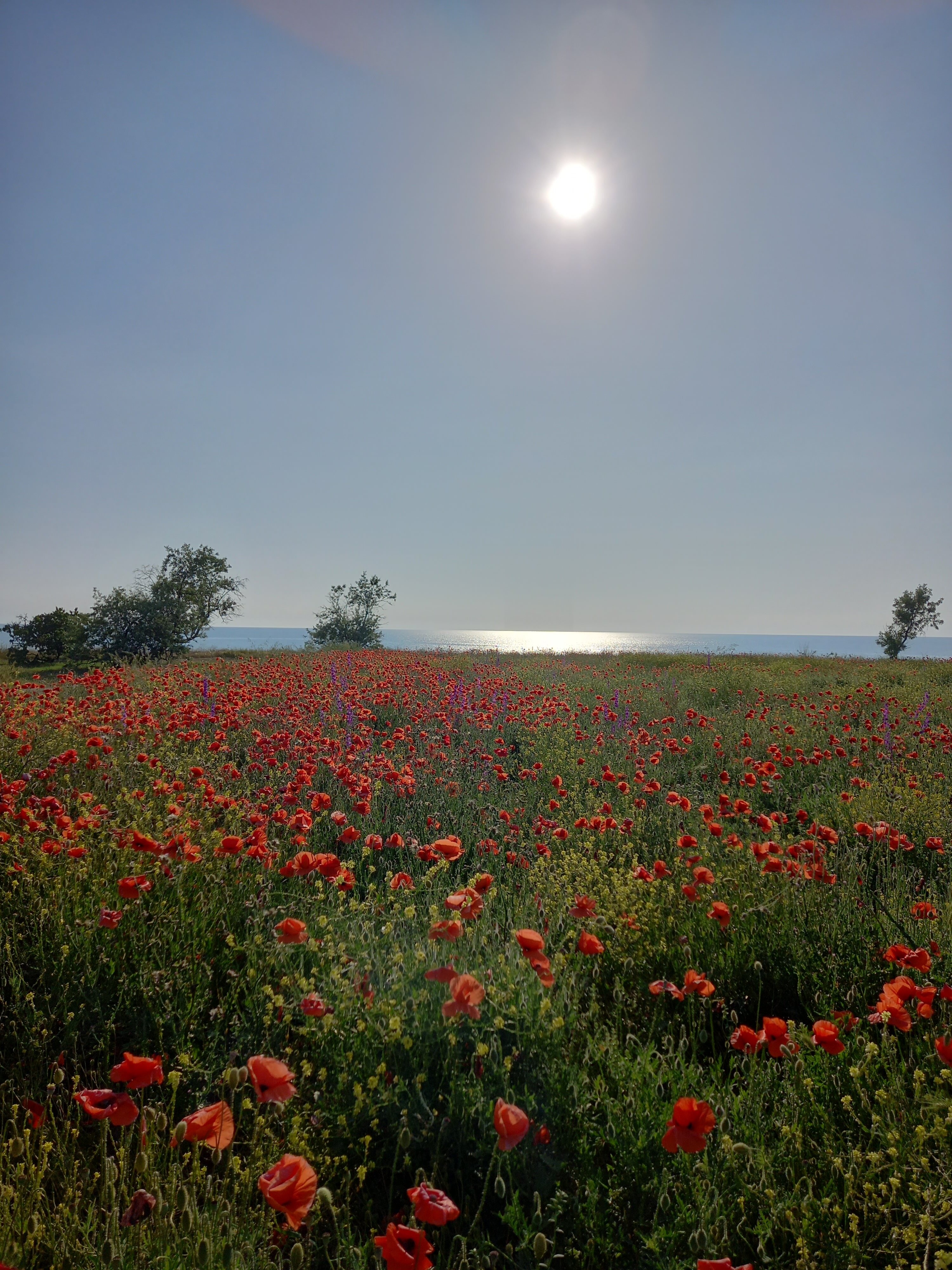 Фото Солнышко