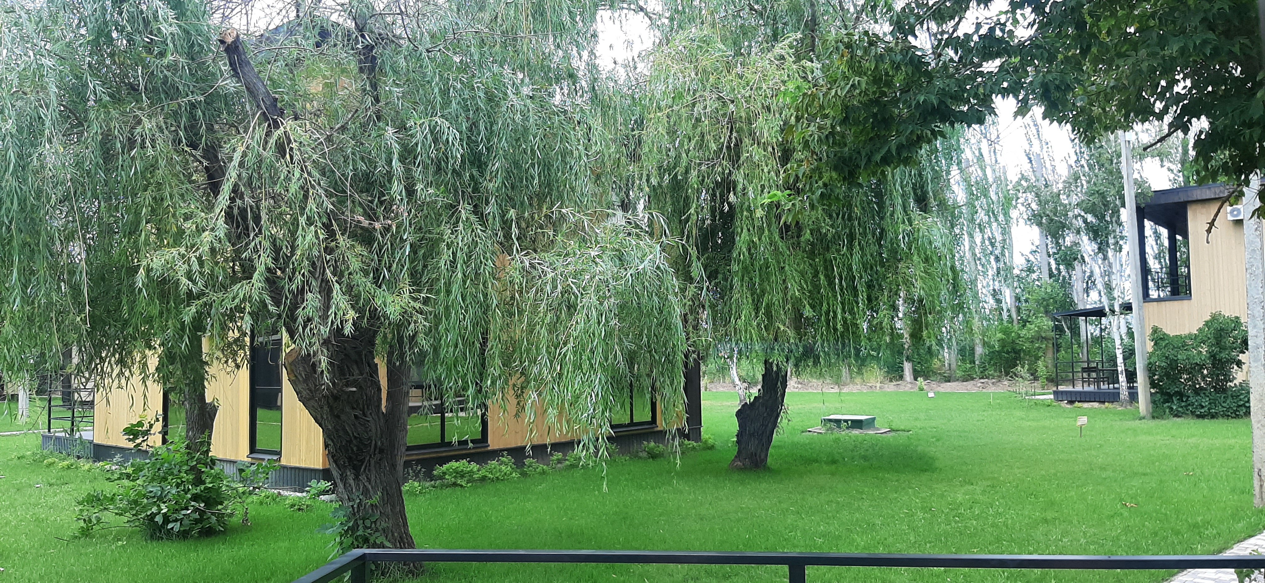 Фото Тополя