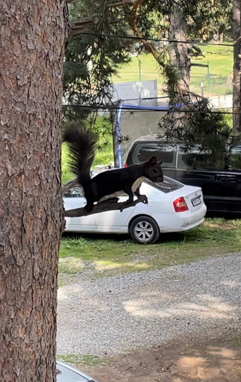 Фото КараБелка