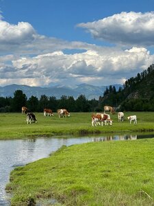 Дом-музей Н. К. Рериха (село Верх-Уймон, Набережная улица, 20А), мұражай  Алтай Республикасында