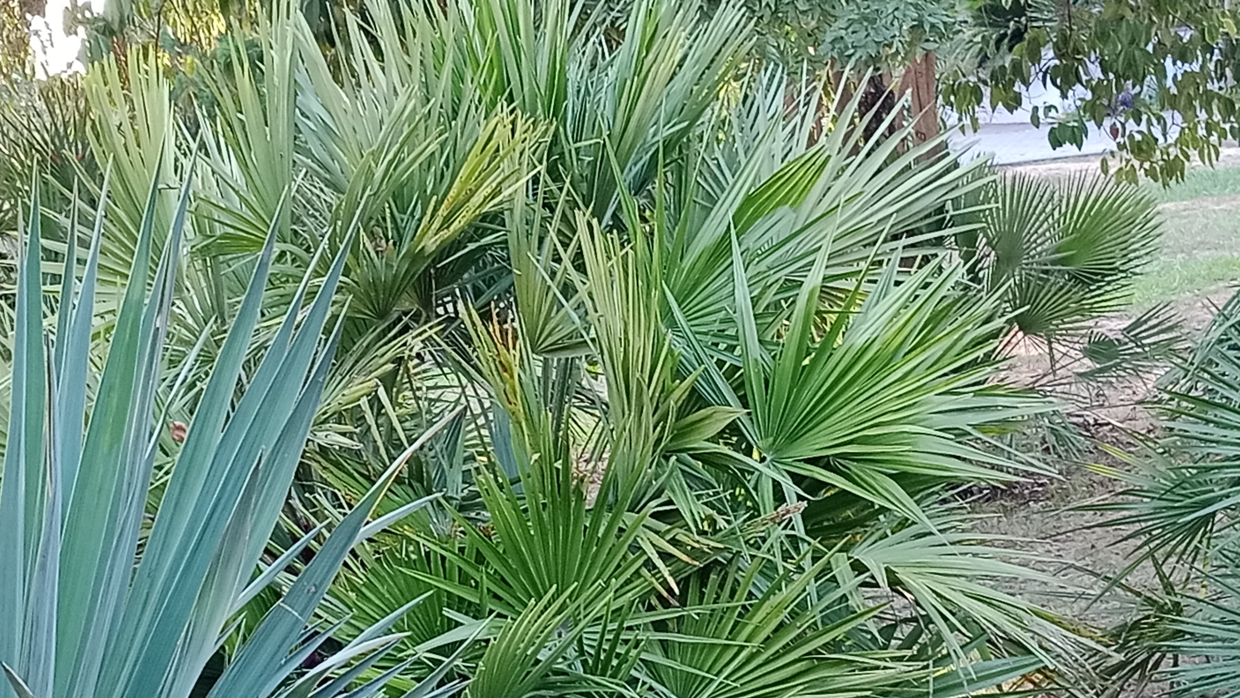 Фото Гарден Хоста