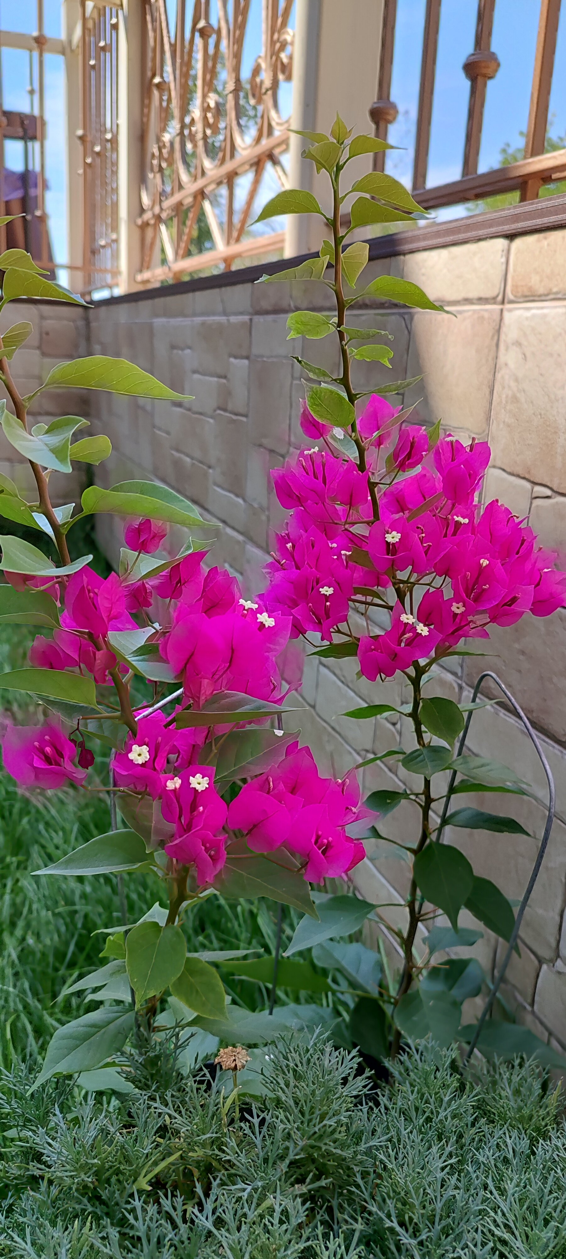 Фото Флоранс