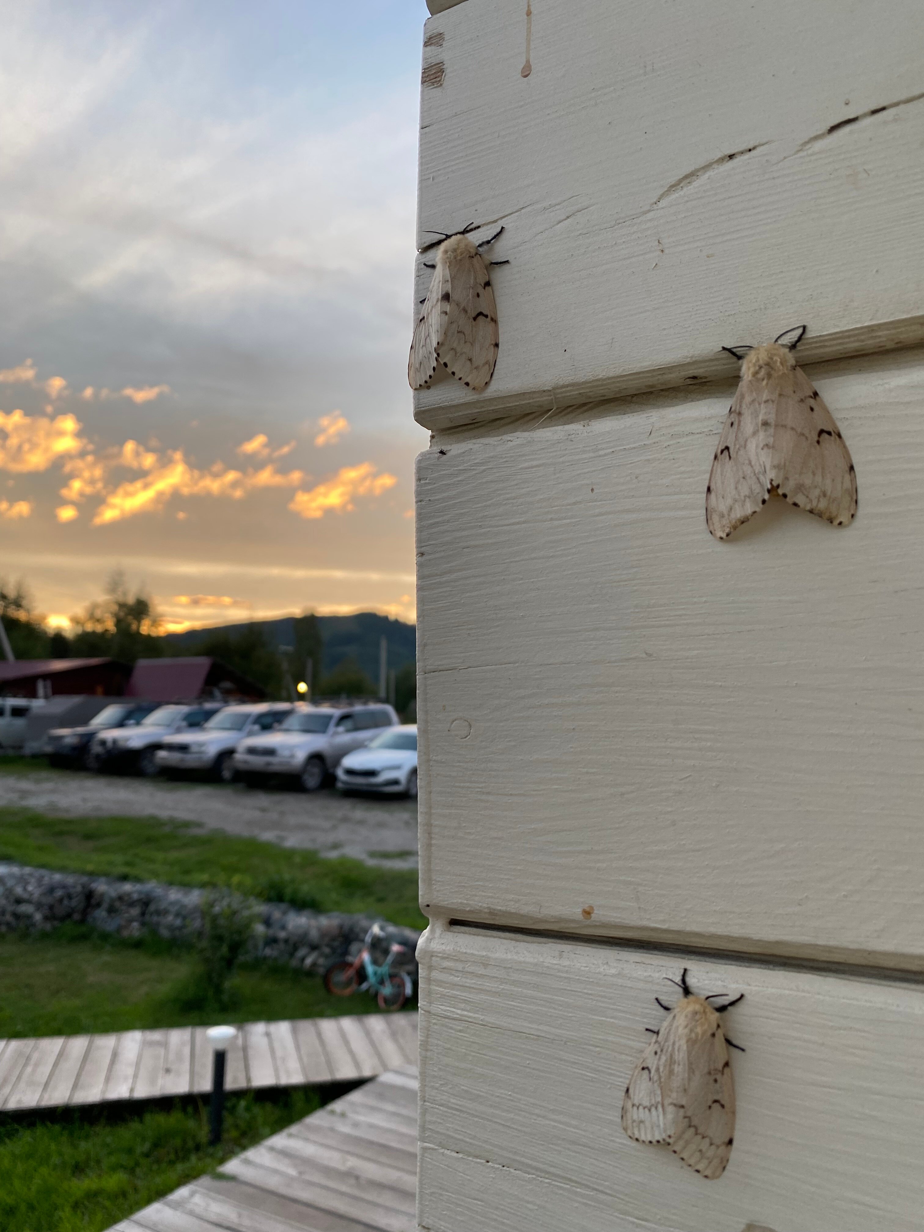 Фото Альтаир