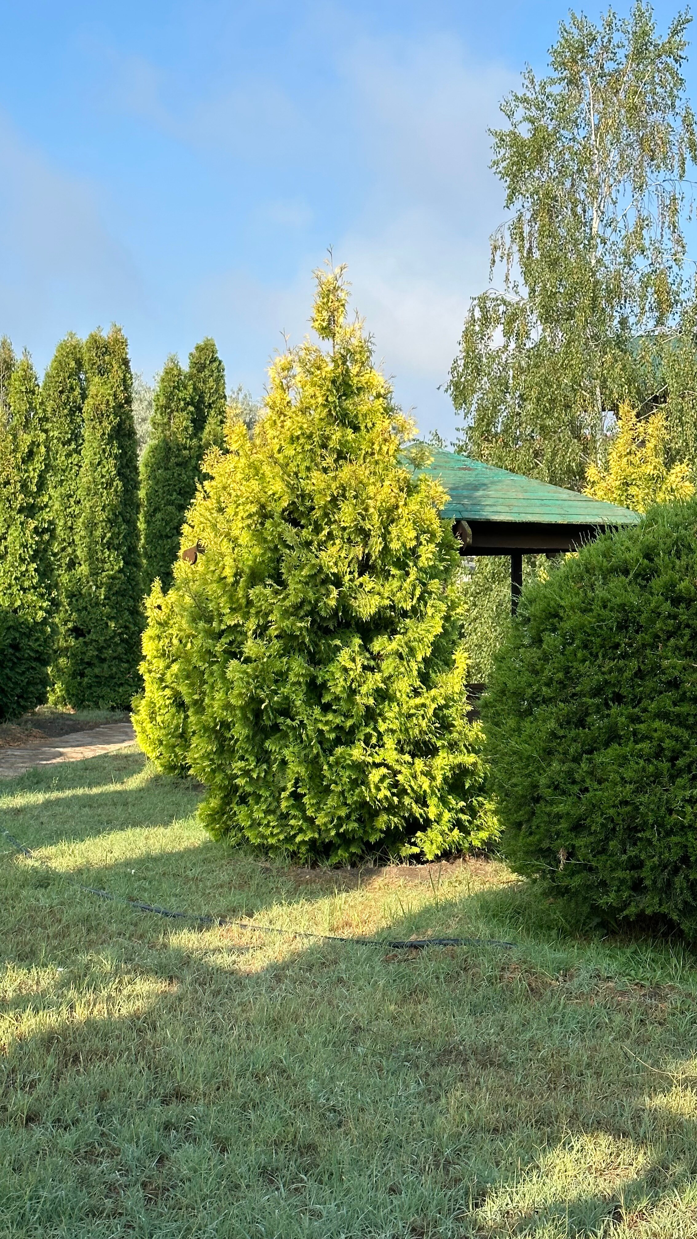 Фото Ковчег